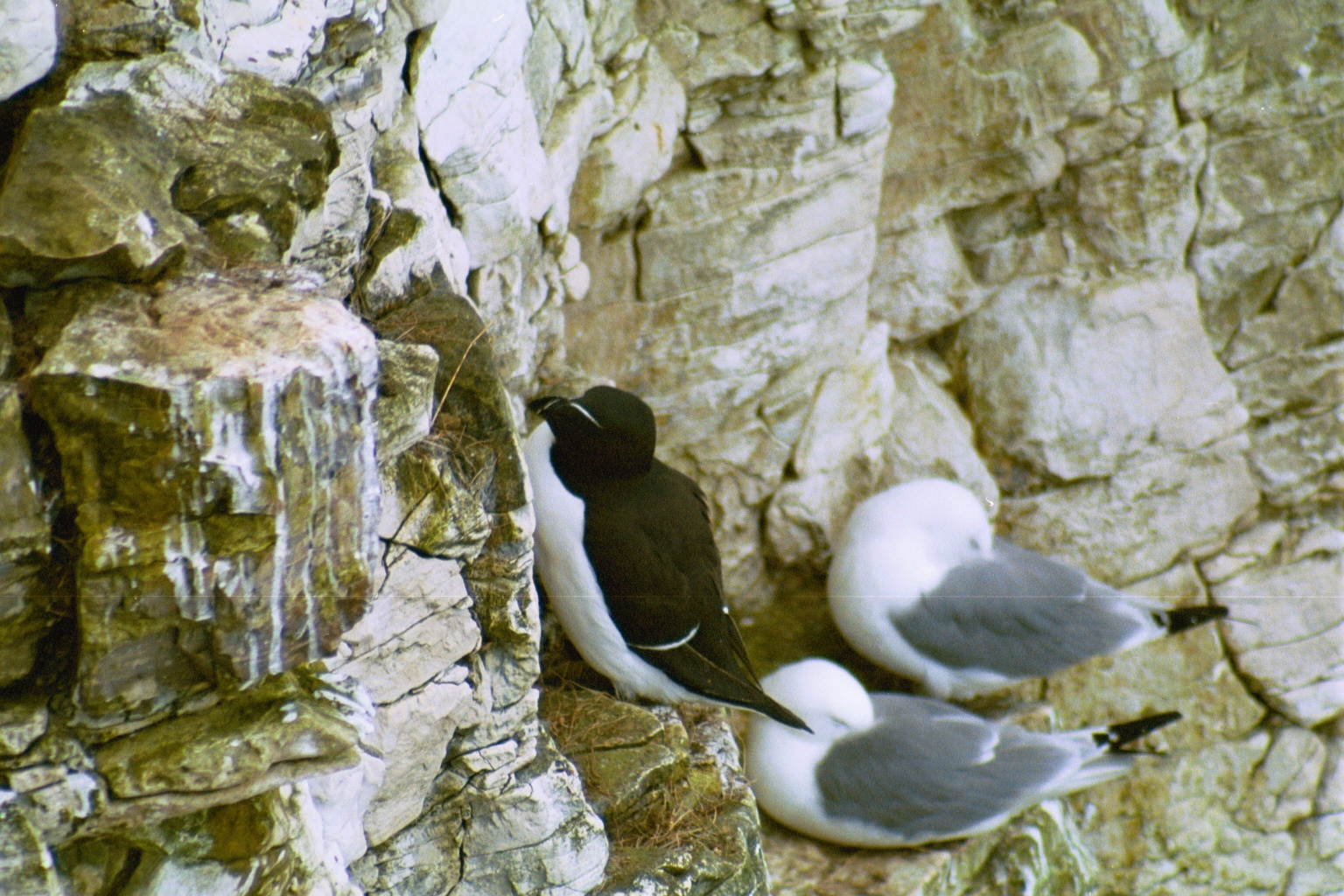photos/wildlife/Bird_Species/070-Auks/1745-Razorbill/20020504-Bempton-02.jpg