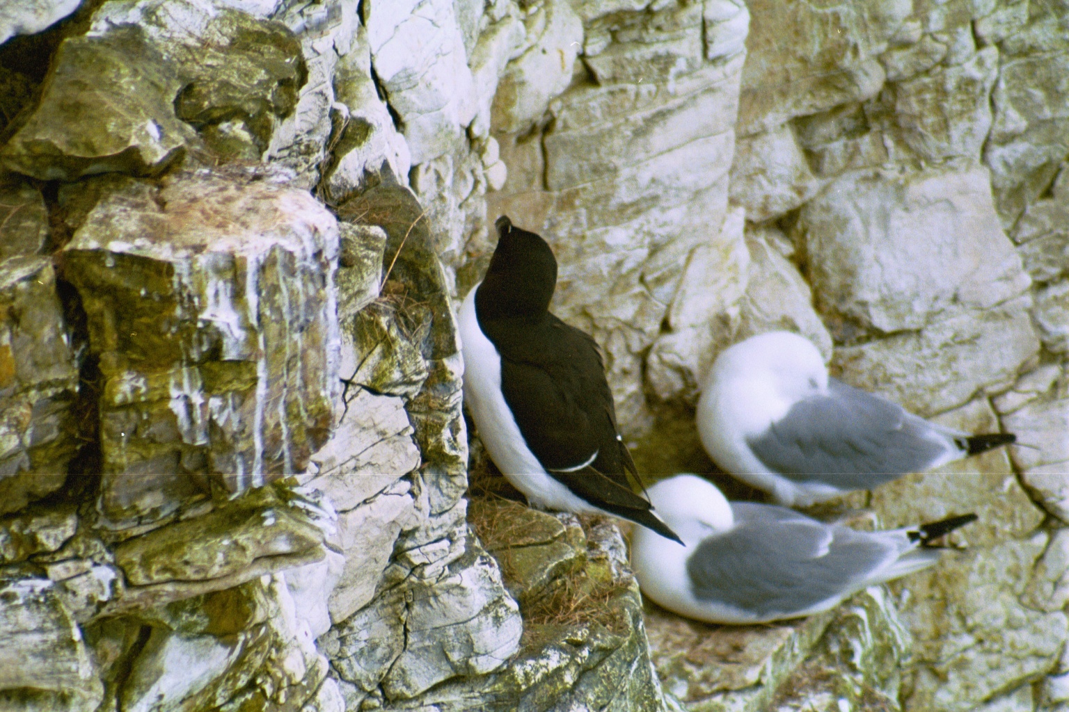 photos/wildlife/Bird_Species/070-Auks/1745-Razorbill/20020504-Bempton-03.jpg