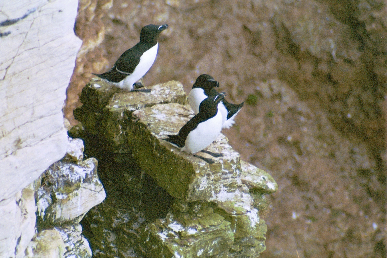 photos/wildlife/Bird_Species/070-Auks/1745-Razorbill/20030426-Bempton-01.jpg