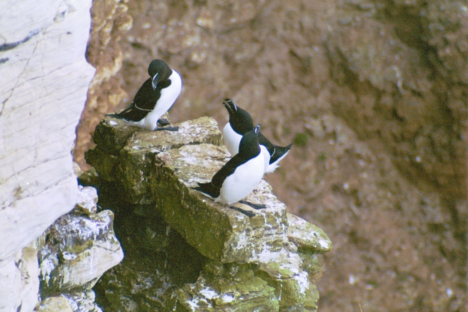 photos/wildlife/Bird_Species/070-Auks/1745-Razorbill/20030426-Bempton-02.jpg