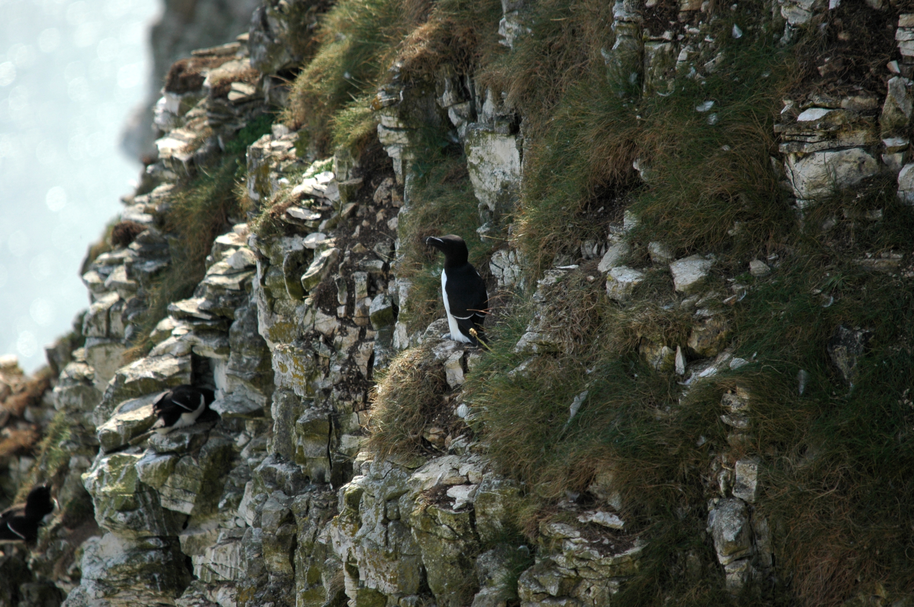 photos/wildlife/Bird_Species/070-Auks/1745-Razorbill/DSC_5655.JPG