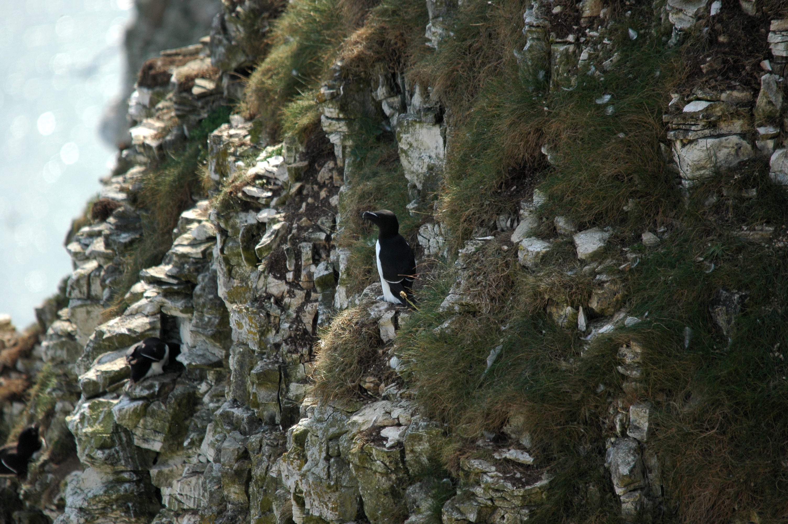 photos/wildlife/Bird_Species/070-Auks/1745-Razorbill/DSC_5656.JPG
