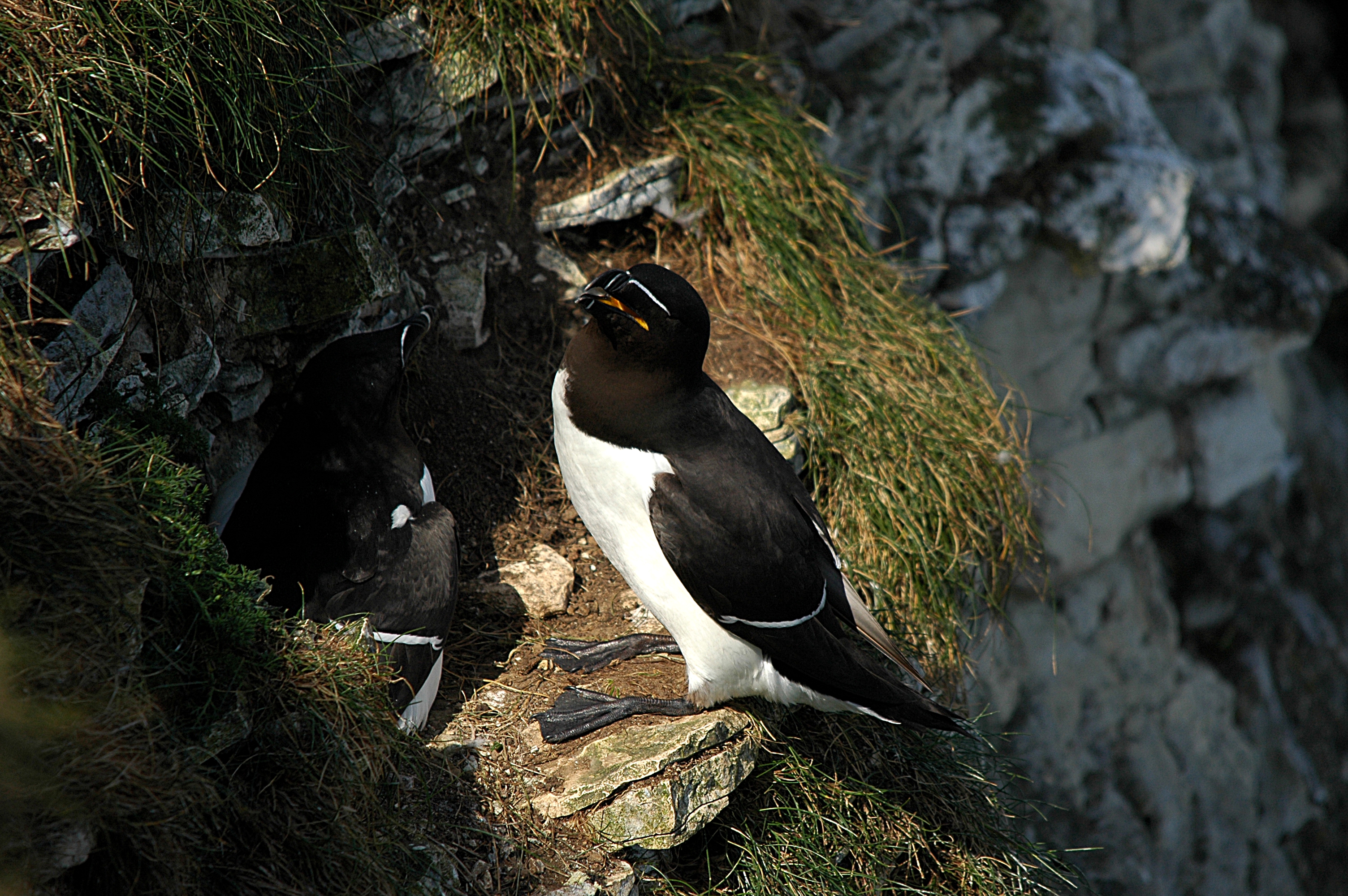 photos/wildlife/Bird_Species/070-Auks/1745-Razorbill/DSC_5686.JPG