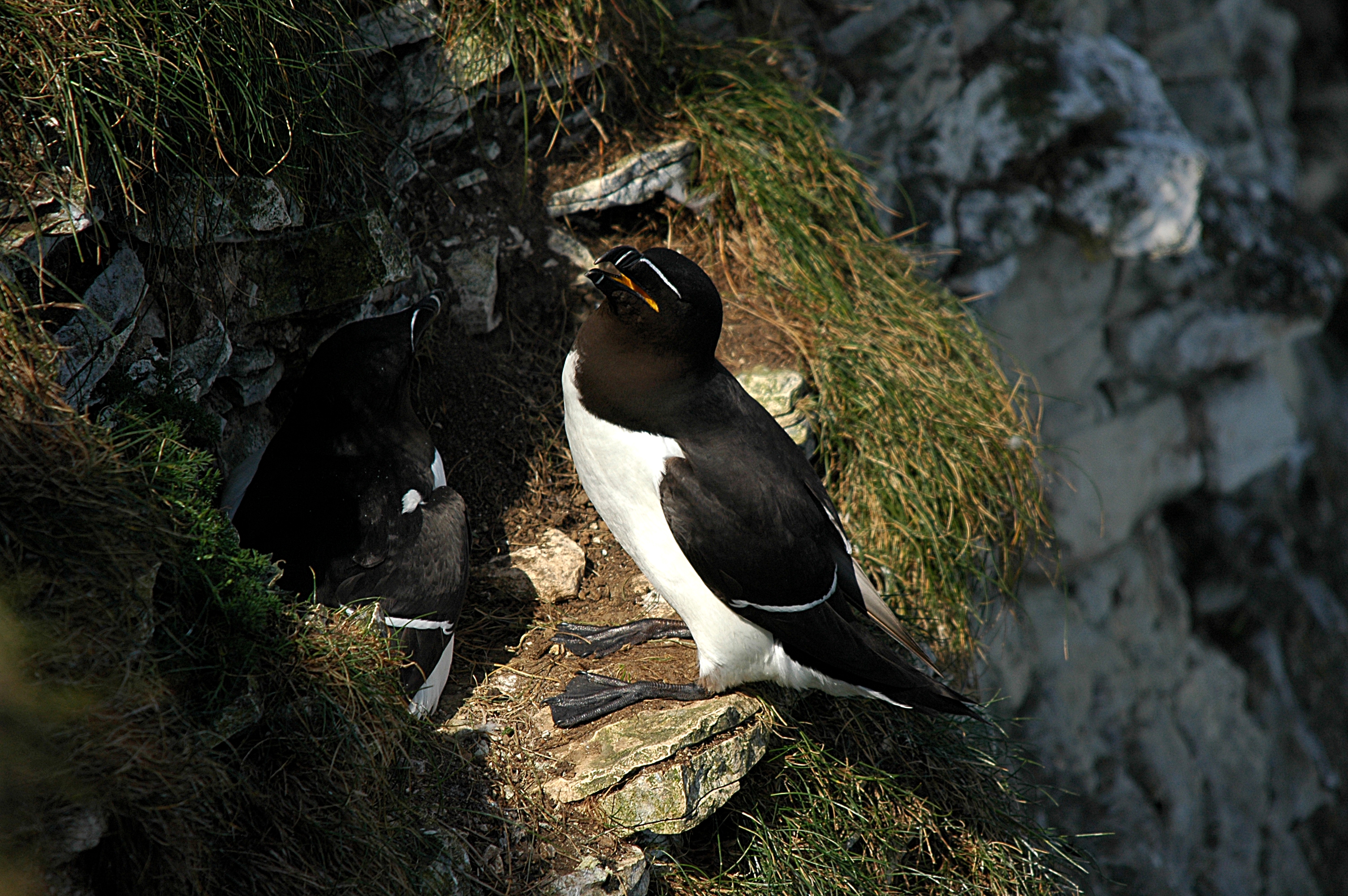 photos/wildlife/Bird_Species/070-Auks/1745-Razorbill/DSC_5687.JPG