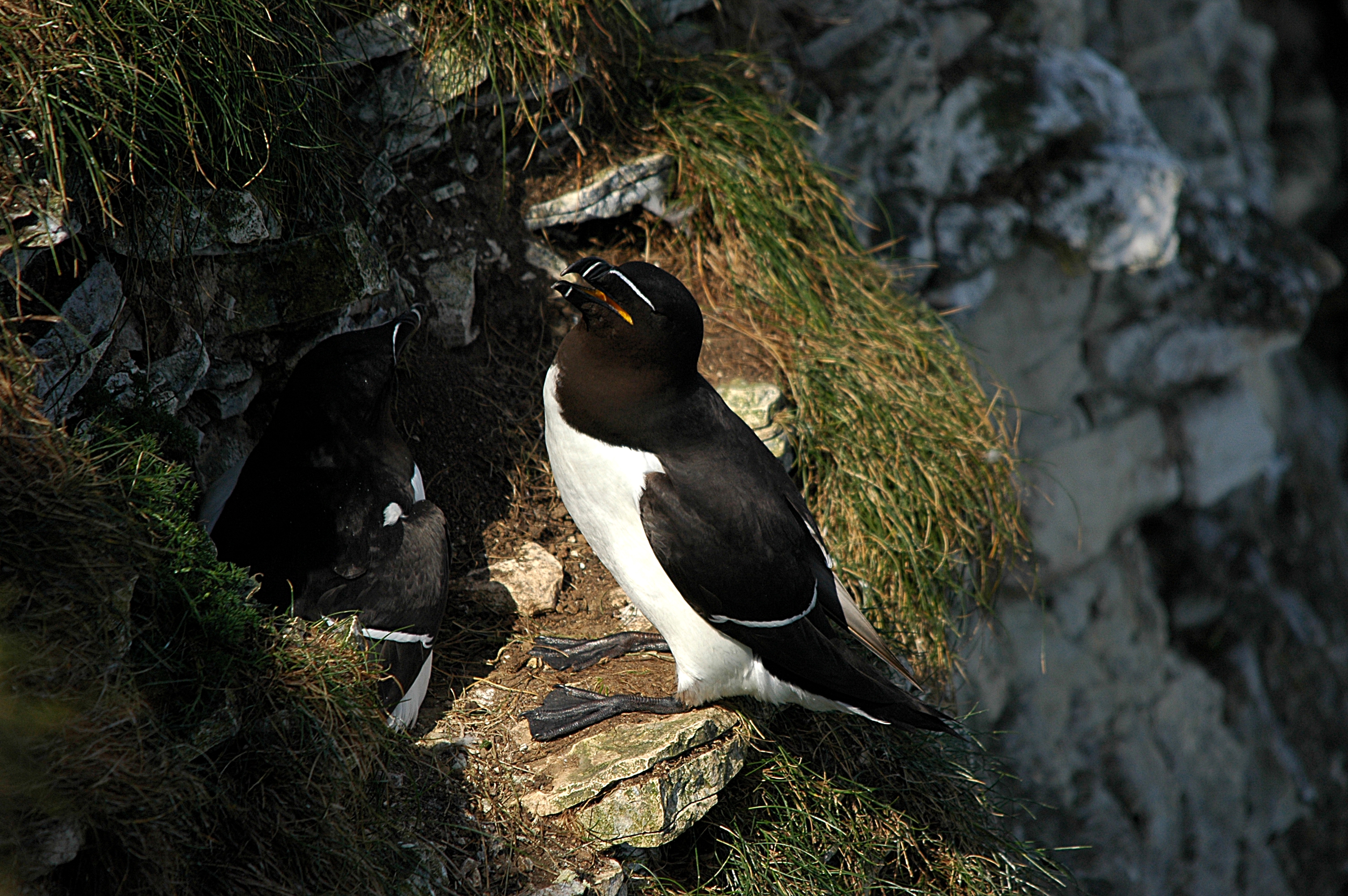 photos/wildlife/Bird_Species/070-Auks/1745-Razorbill/DSC_5688.JPG
