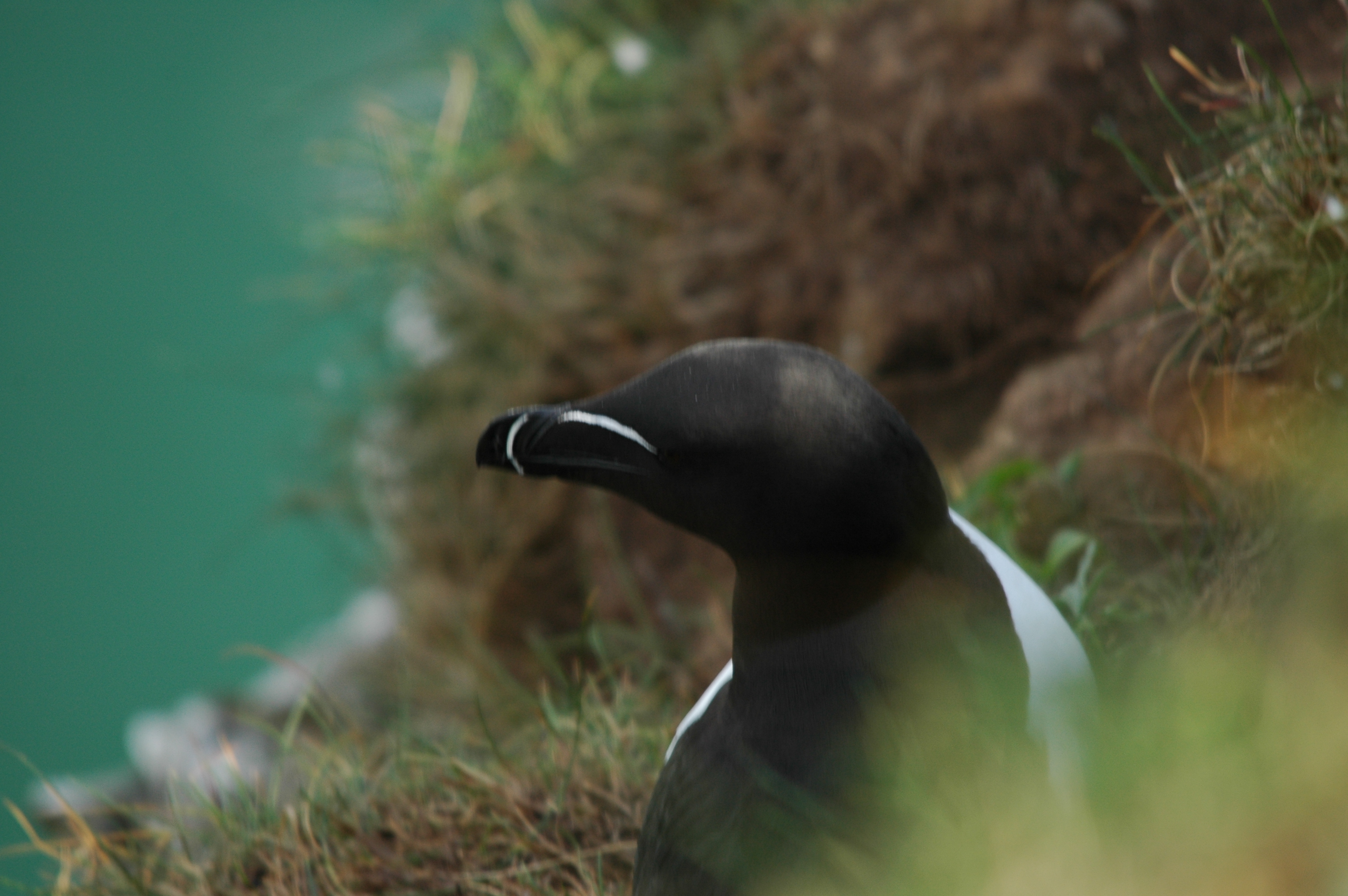photos/wildlife/Bird_Species/070-Auks/1745-Razorbill/DSC_5741.JPG