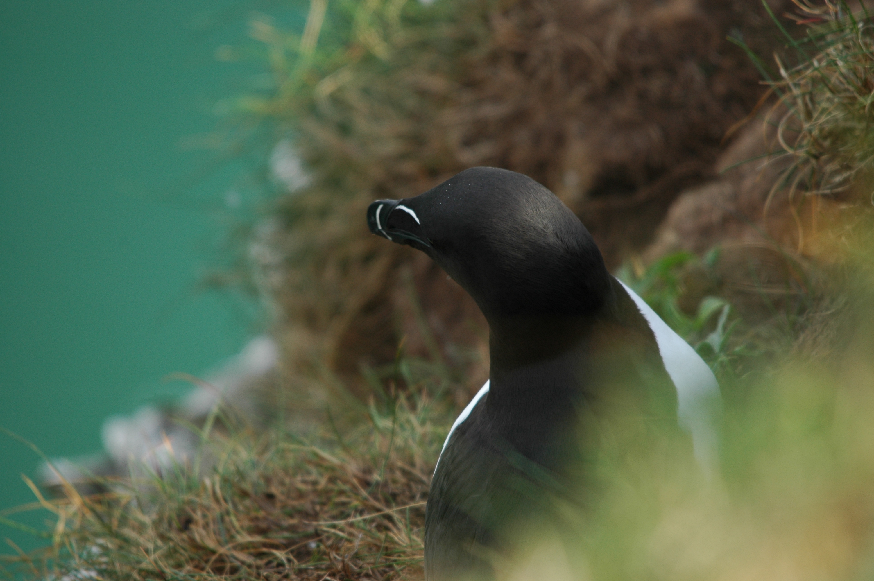 photos/wildlife/Bird_Species/070-Auks/1745-Razorbill/DSC_5742.JPG