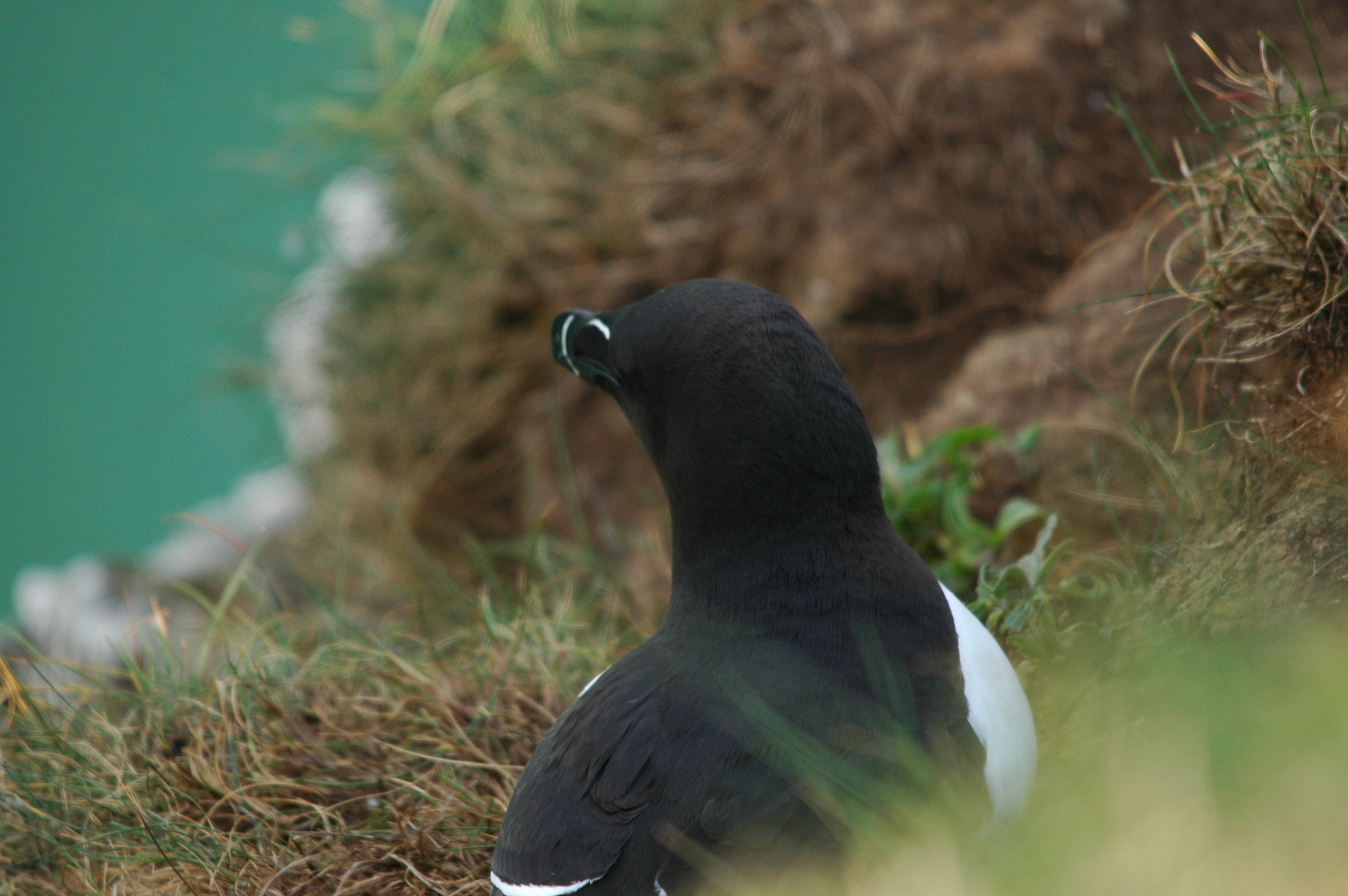 photos/wildlife/Bird_Species/070-Auks/1745-Razorbill/DSC_5743.JPG