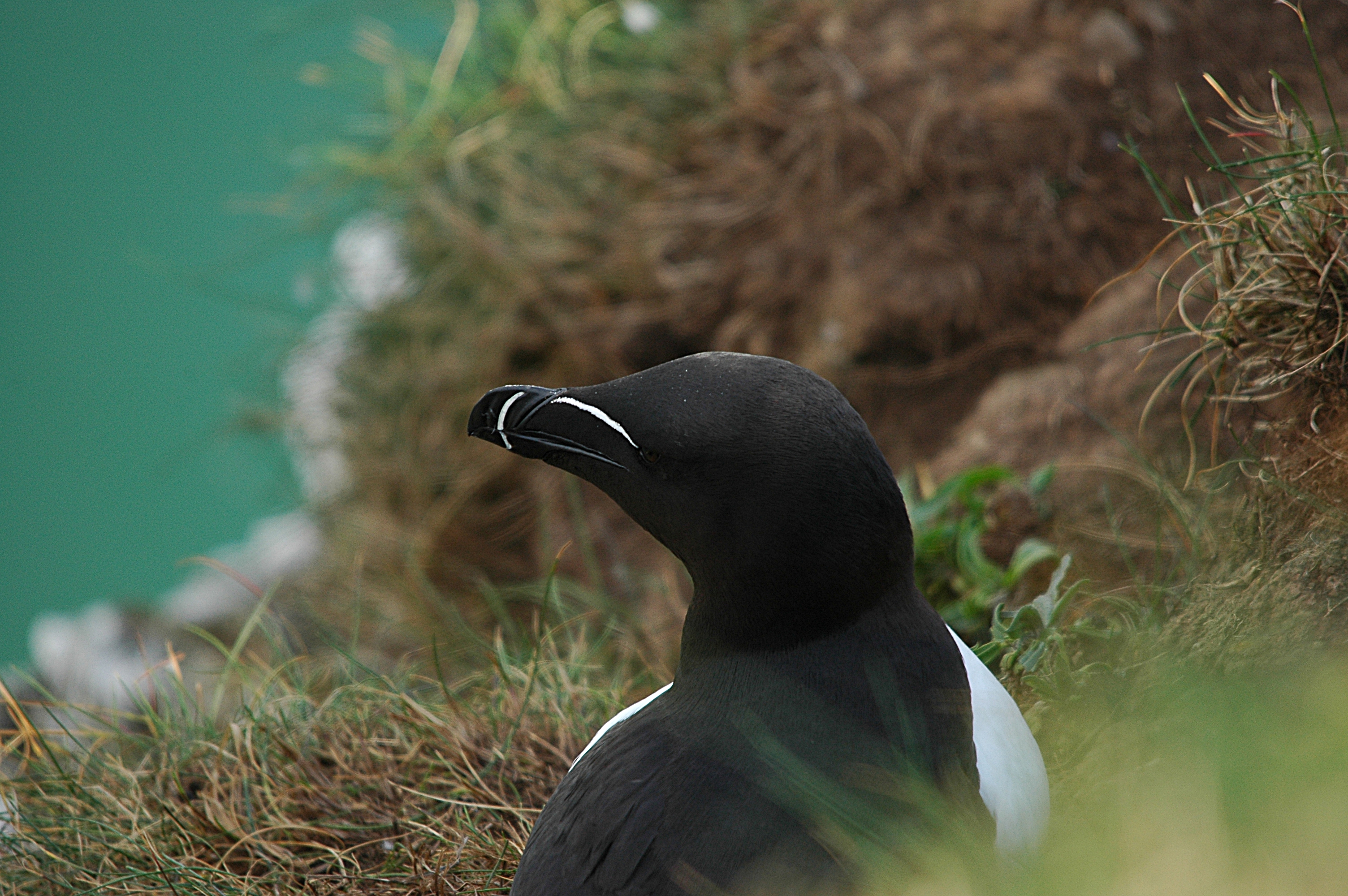 photos/wildlife/Bird_Species/070-Auks/1745-Razorbill/DSC_5744.JPG