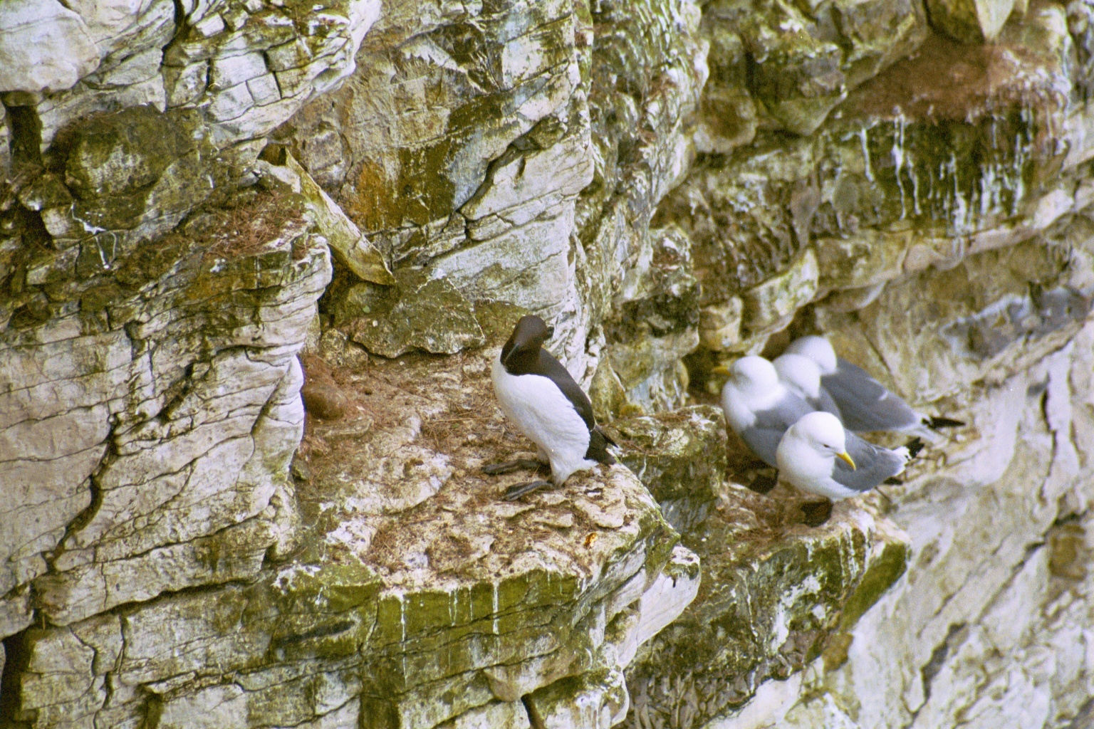 photos/wildlife/Bird_Species/070-Auks/1748-Common_Murre_(Guillemot)/20020504-Bempton-01.jpg