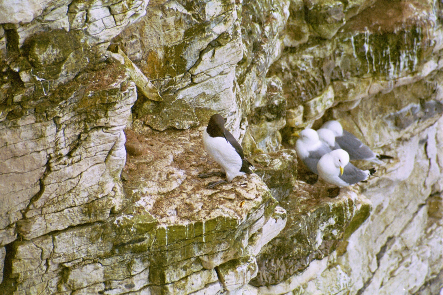 photos/wildlife/Bird_Species/070-Auks/1748-Common_Murre_(Guillemot)/20020504-Bempton-02.jpg