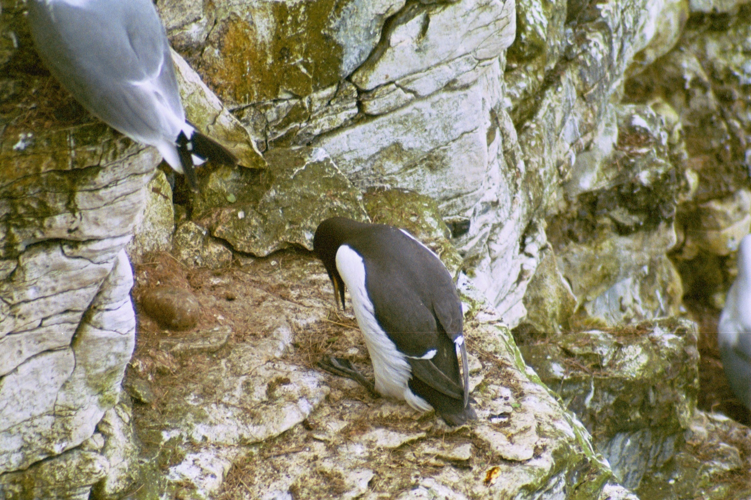 photos/wildlife/Bird_Species/070-Auks/1748-Common_Murre_(Guillemot)/20020504-Bempton-04.jpg