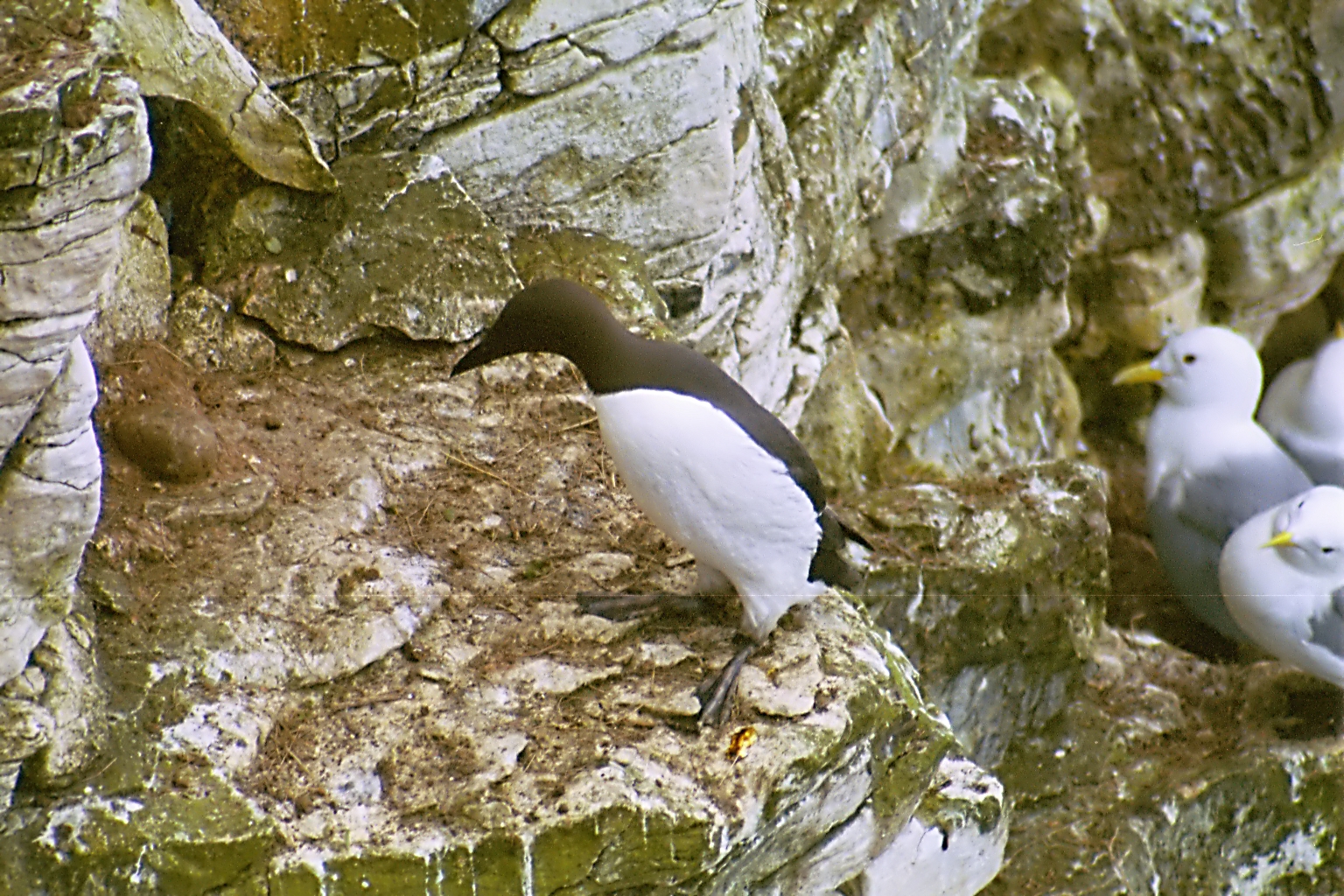 photos/wildlife/Bird_Species/070-Auks/1748-Common_Murre_(Guillemot)/20020504-Bempton-05.jpg