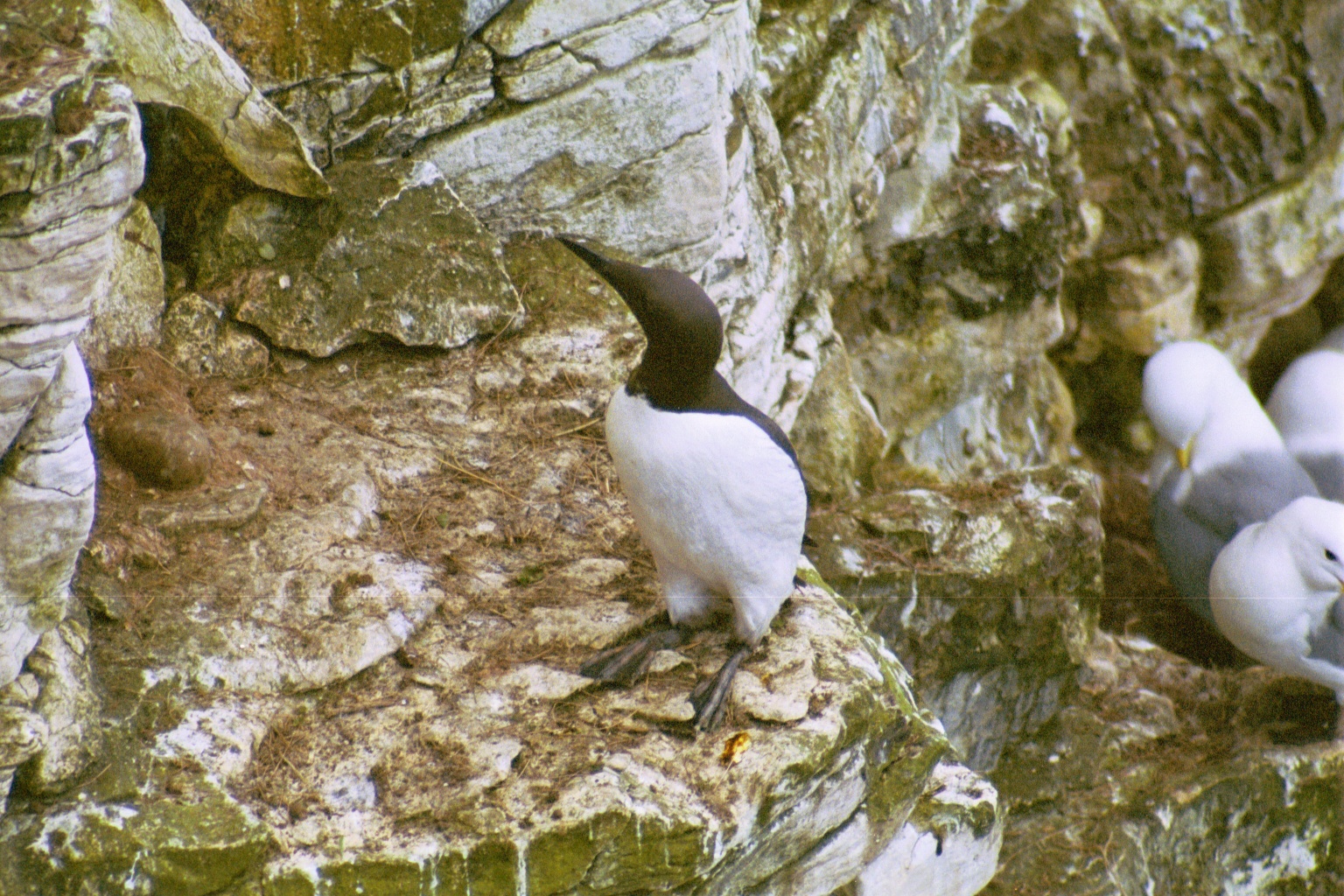 photos/wildlife/Bird_Species/070-Auks/1748-Common_Murre_(Guillemot)/20020504-Bempton-06.jpg