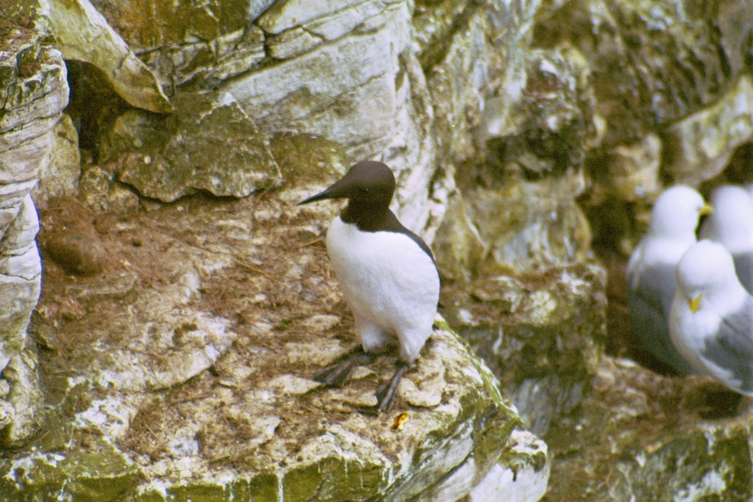 photos/wildlife/Bird_Species/070-Auks/1748-Common_Murre_(Guillemot)/20020504-Bempton-07.jpg