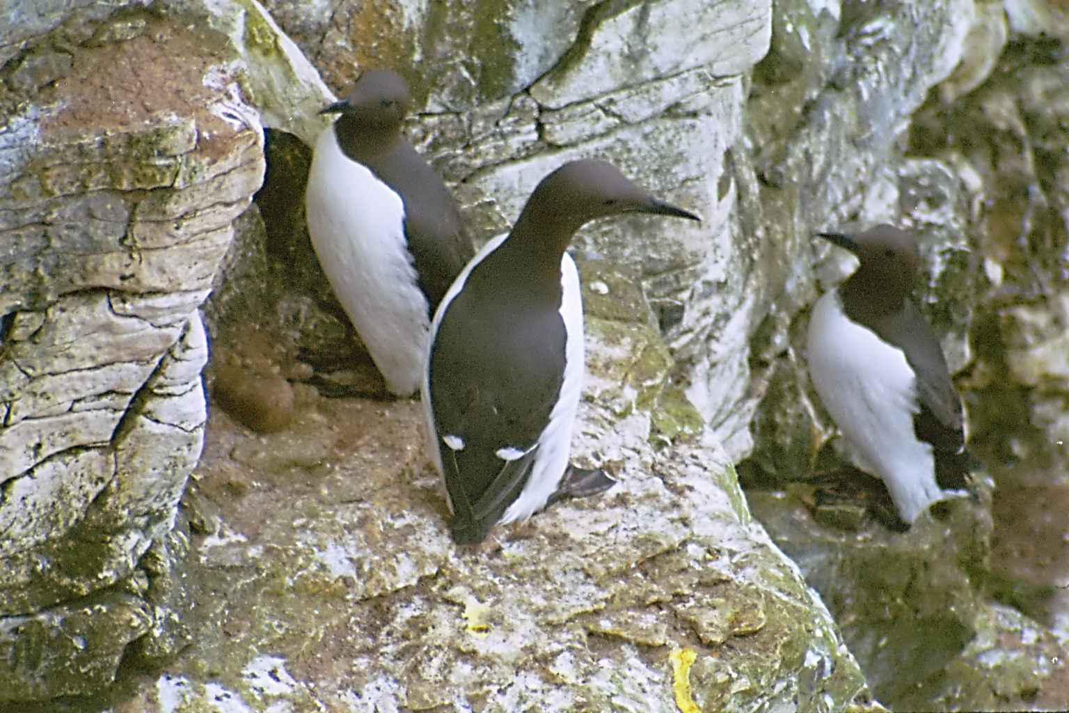 photos/wildlife/Bird_Species/070-Auks/1748-Common_Murre_(Guillemot)/20030426-Bempton-01.jpg