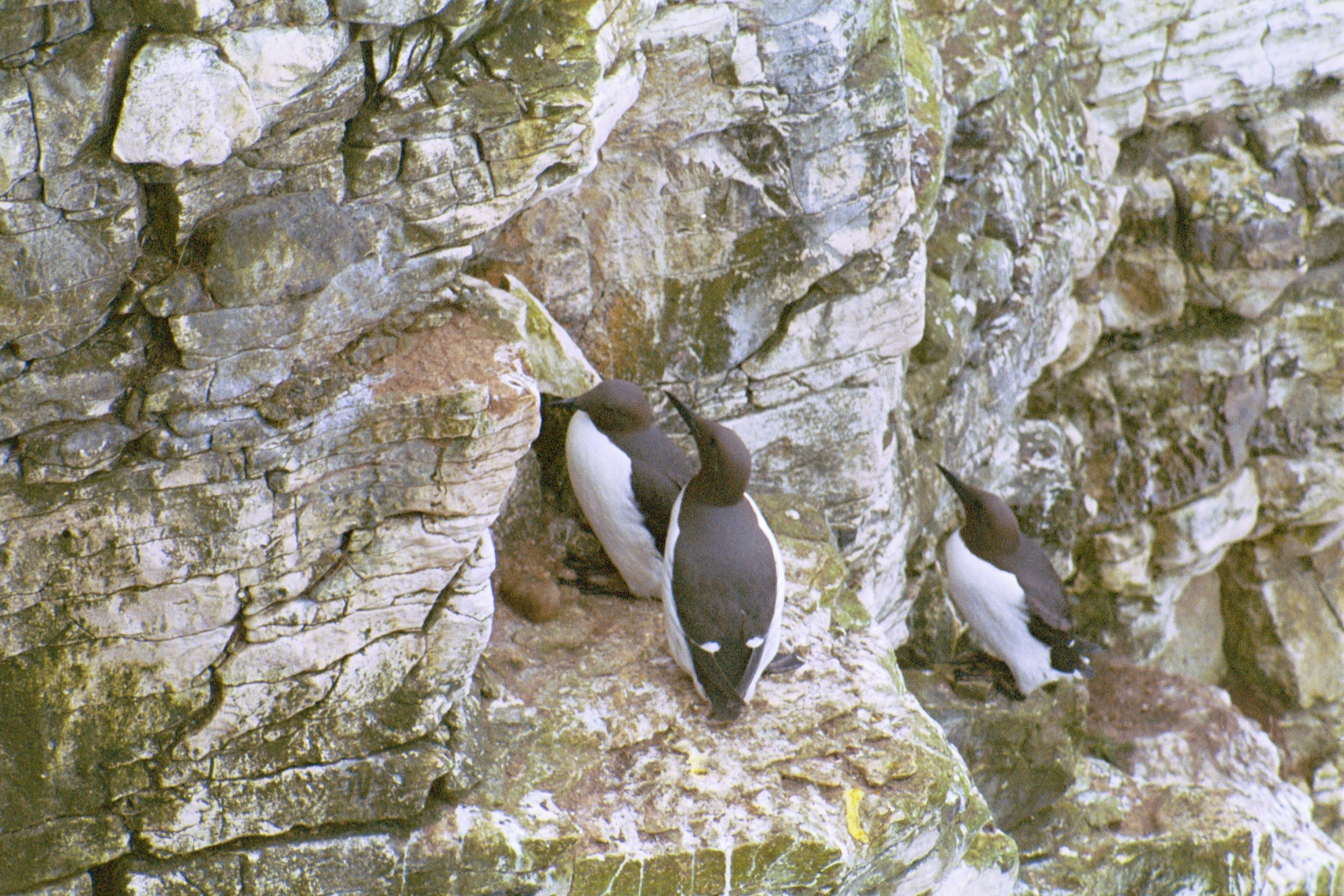 photos/wildlife/Bird_Species/070-Auks/1748-Common_Murre_(Guillemot)/20030426-Bempton-03.jpg