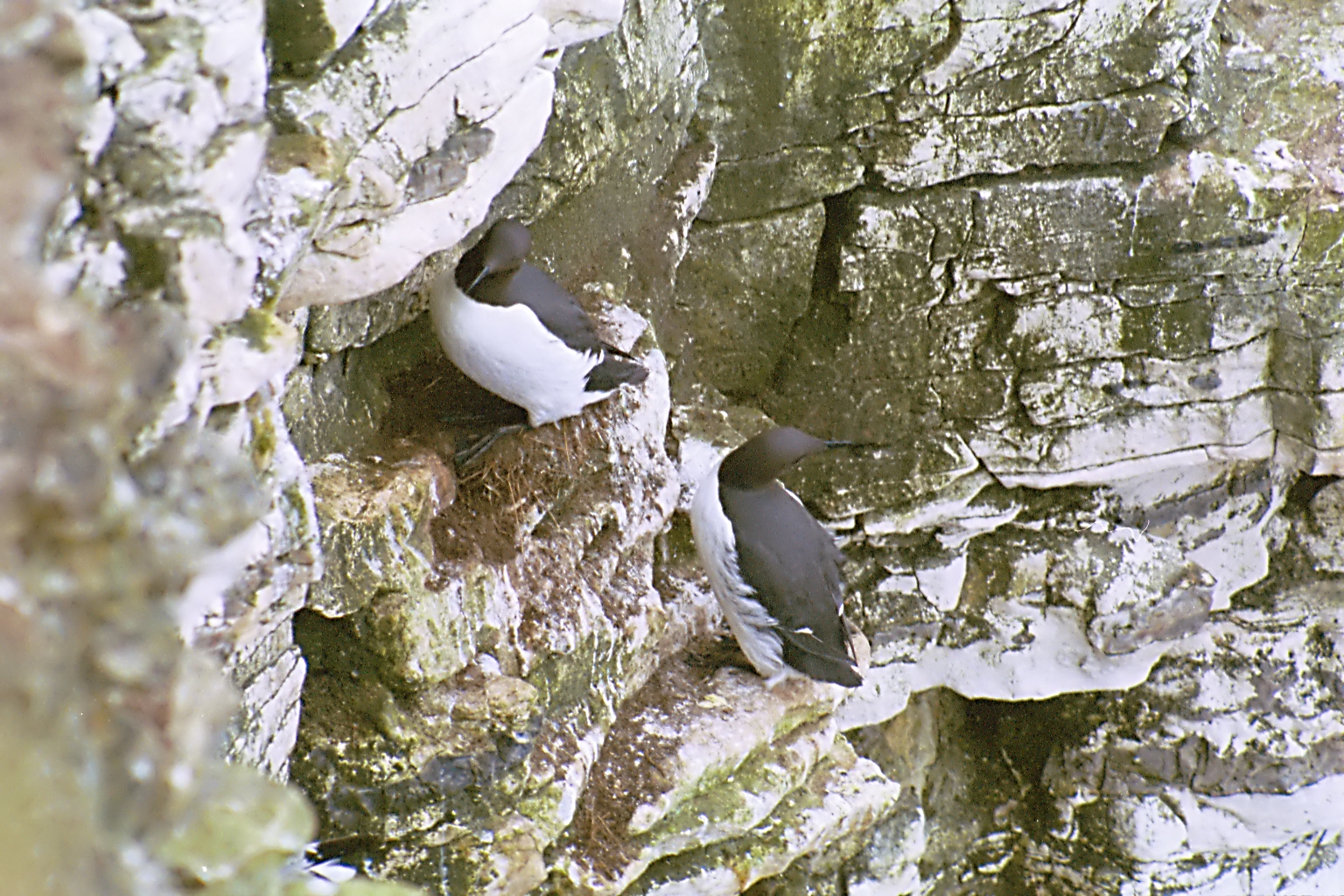photos/wildlife/Bird_Species/070-Auks/1748-Common_Murre_(Guillemot)/20030426-Bempton-04.jpg