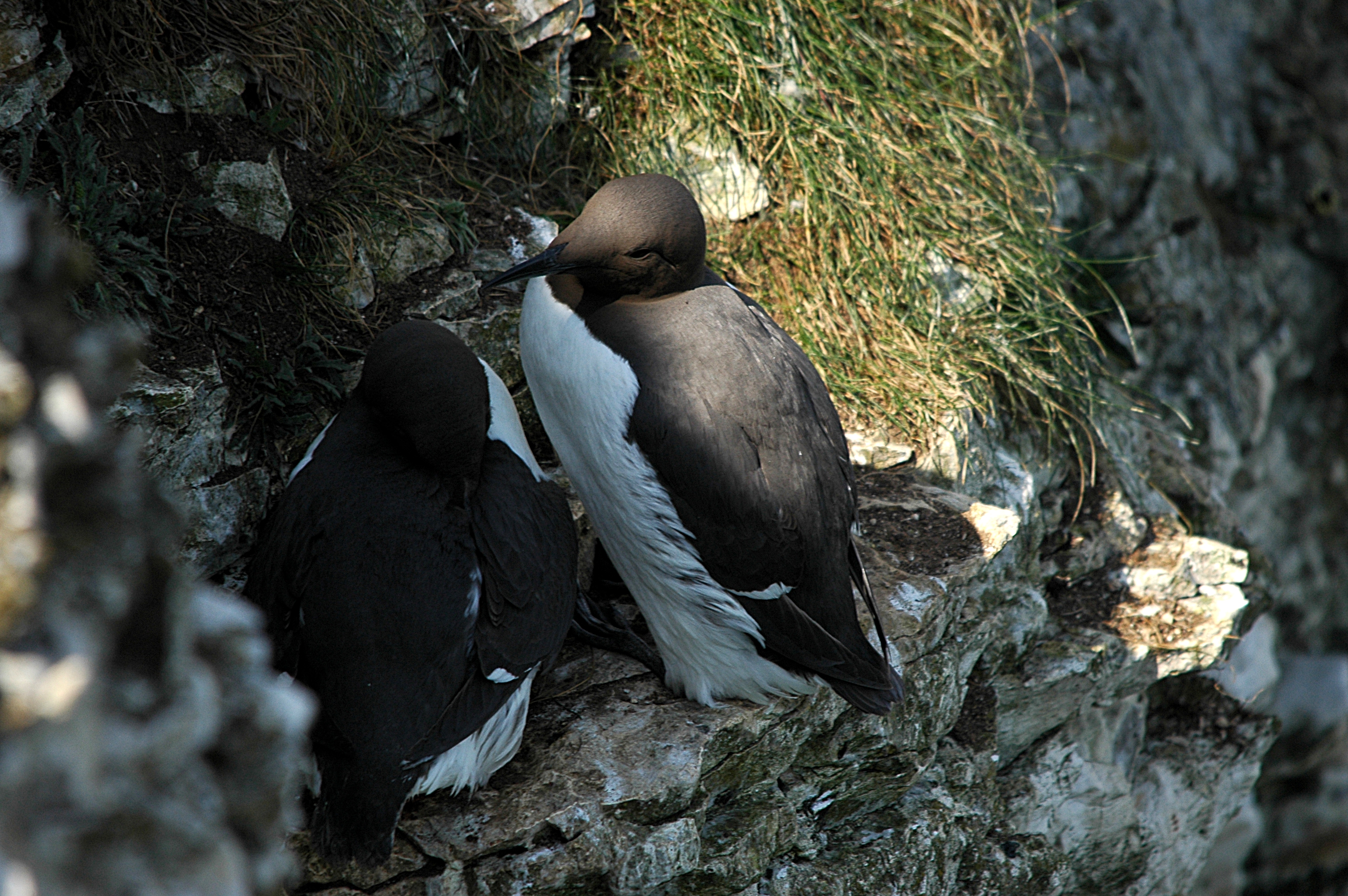 photos/wildlife/Bird_Species/070-Auks/1748-Common_Murre_(Guillemot)/DSC_5689.JPG