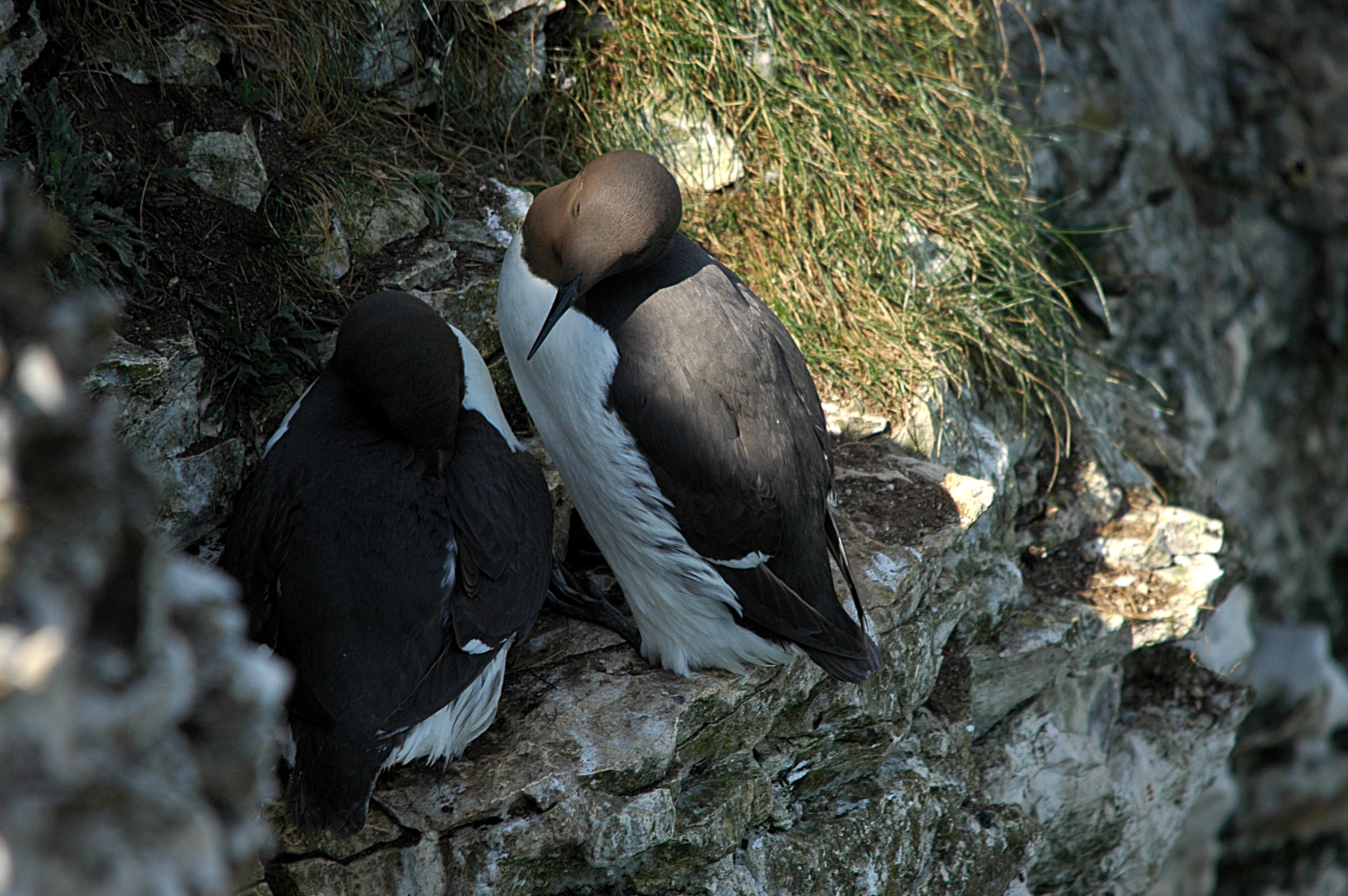 photos/wildlife/Bird_Species/070-Auks/1748-Common_Murre_(Guillemot)/DSC_5690.JPG