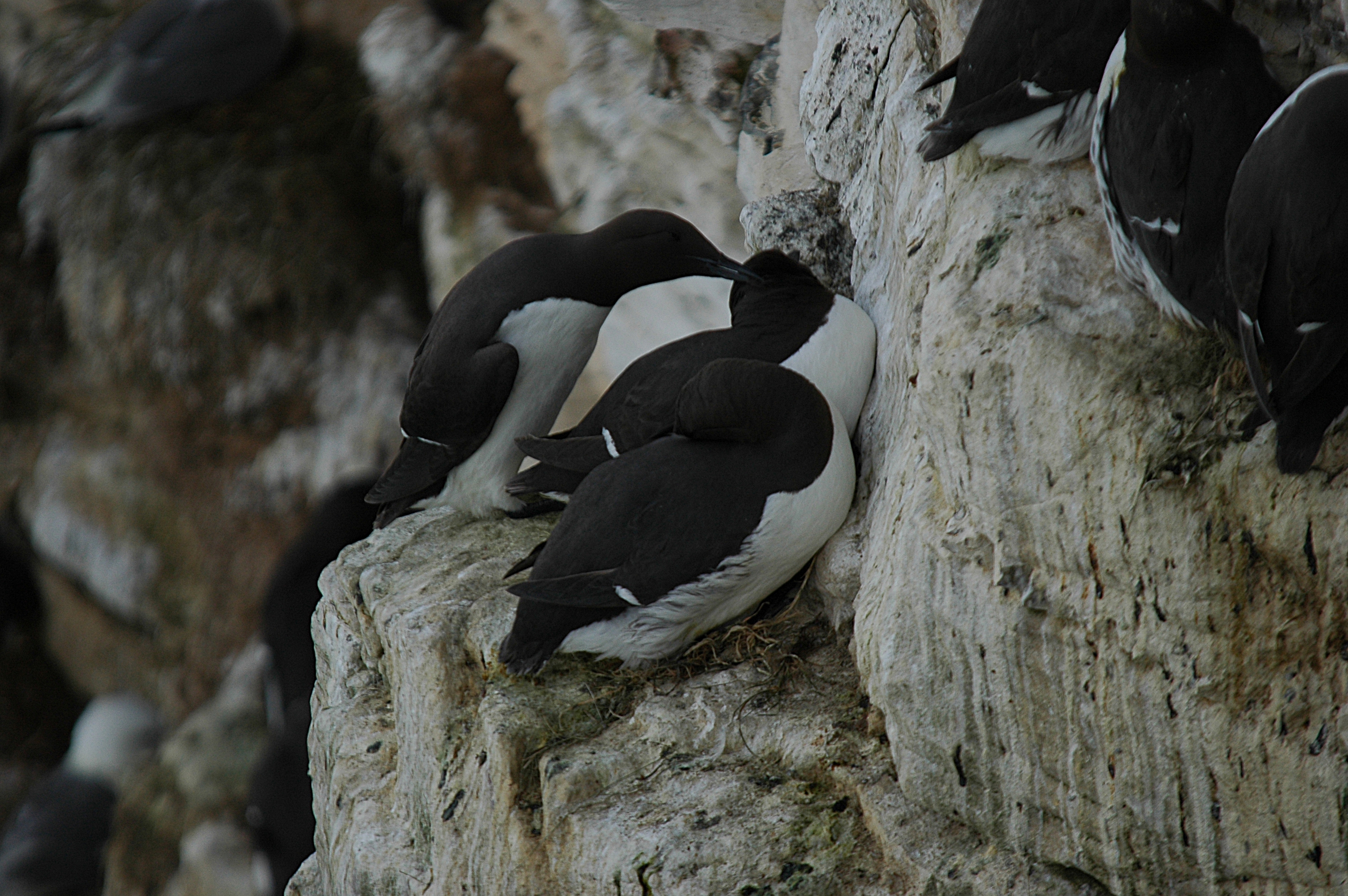 photos/wildlife/Bird_Species/070-Auks/1748-Common_Murre_(Guillemot)/DSC_5739.JPG