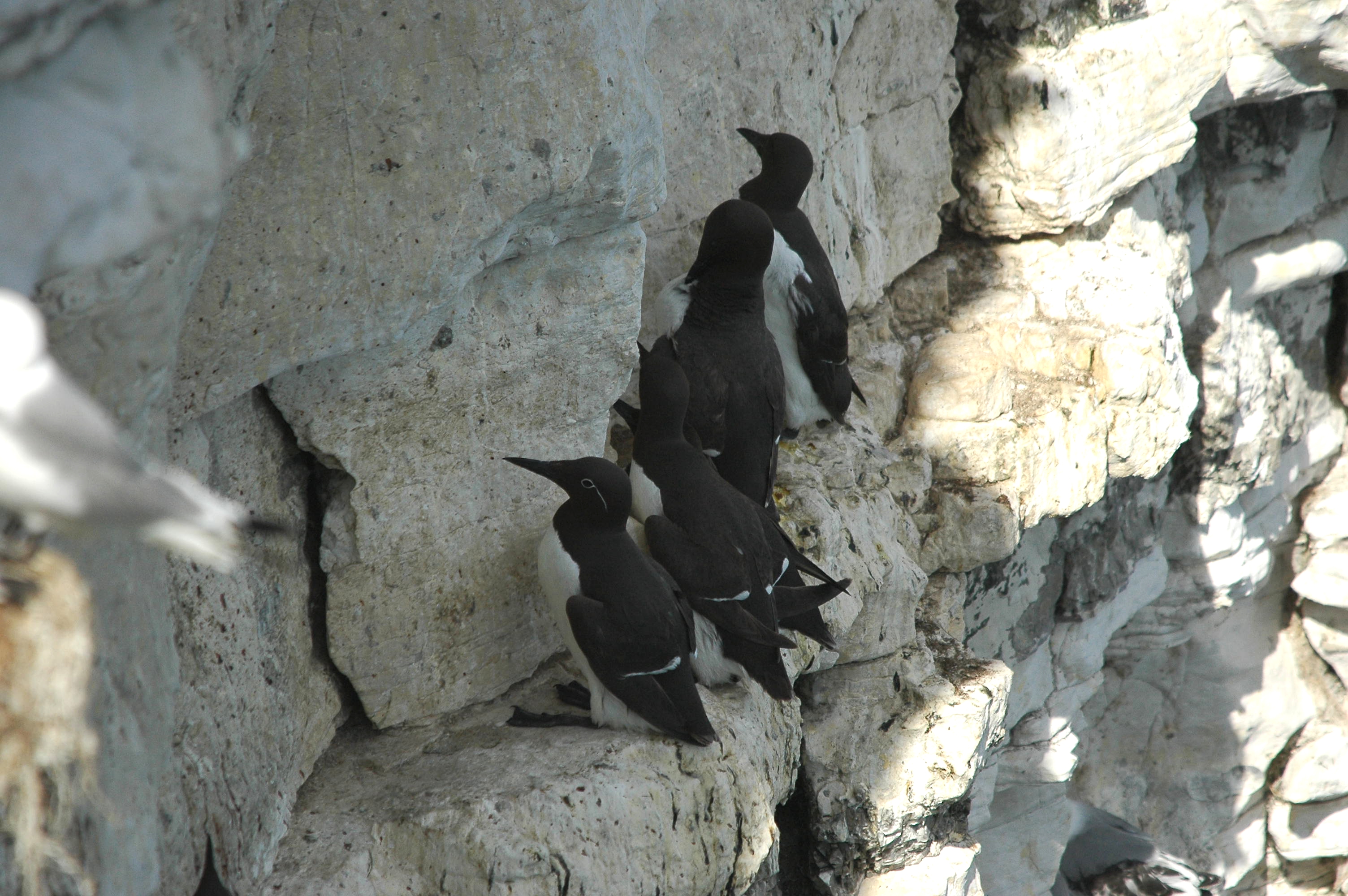 photos/wildlife/Bird_Species/070-Auks/1748-Common_Murre_(Guillemot)/dsc_2573.jpg