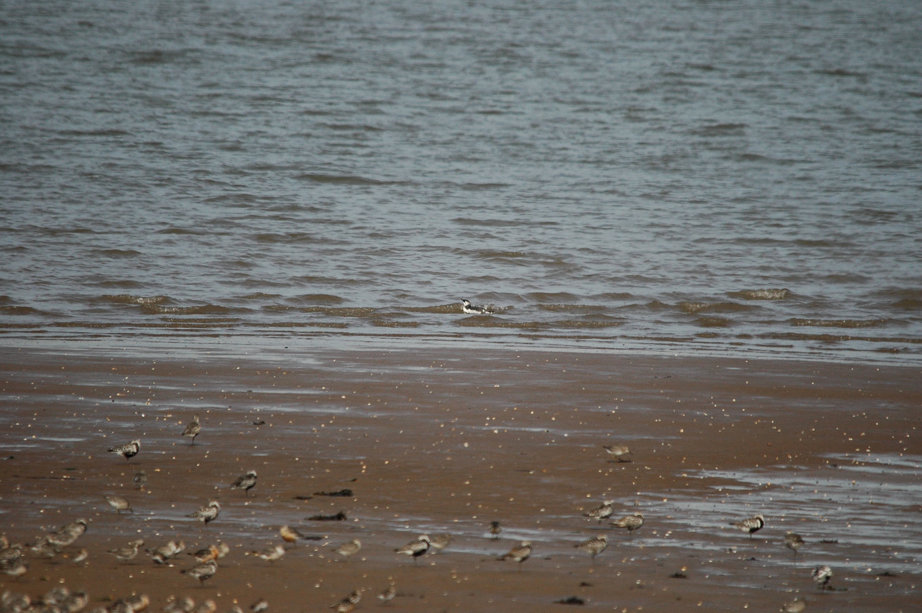 photos/wildlife/Bird_Species/070-Auks/1748-Common_Murre_(Guillemot)/dsc_3391.jpg