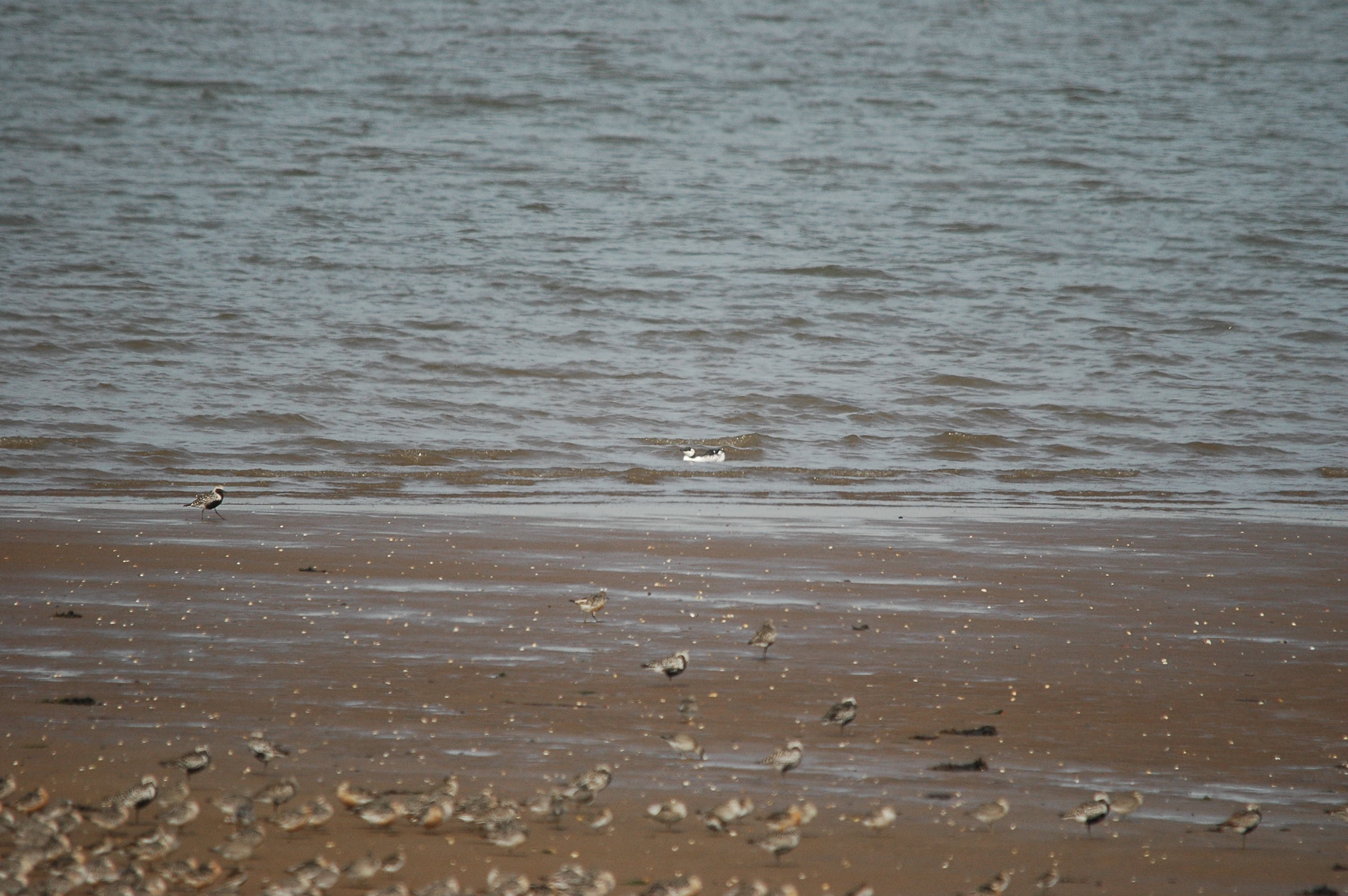photos/wildlife/Bird_Species/070-Auks/1748-Common_Murre_(Guillemot)/dsc_3392.jpg