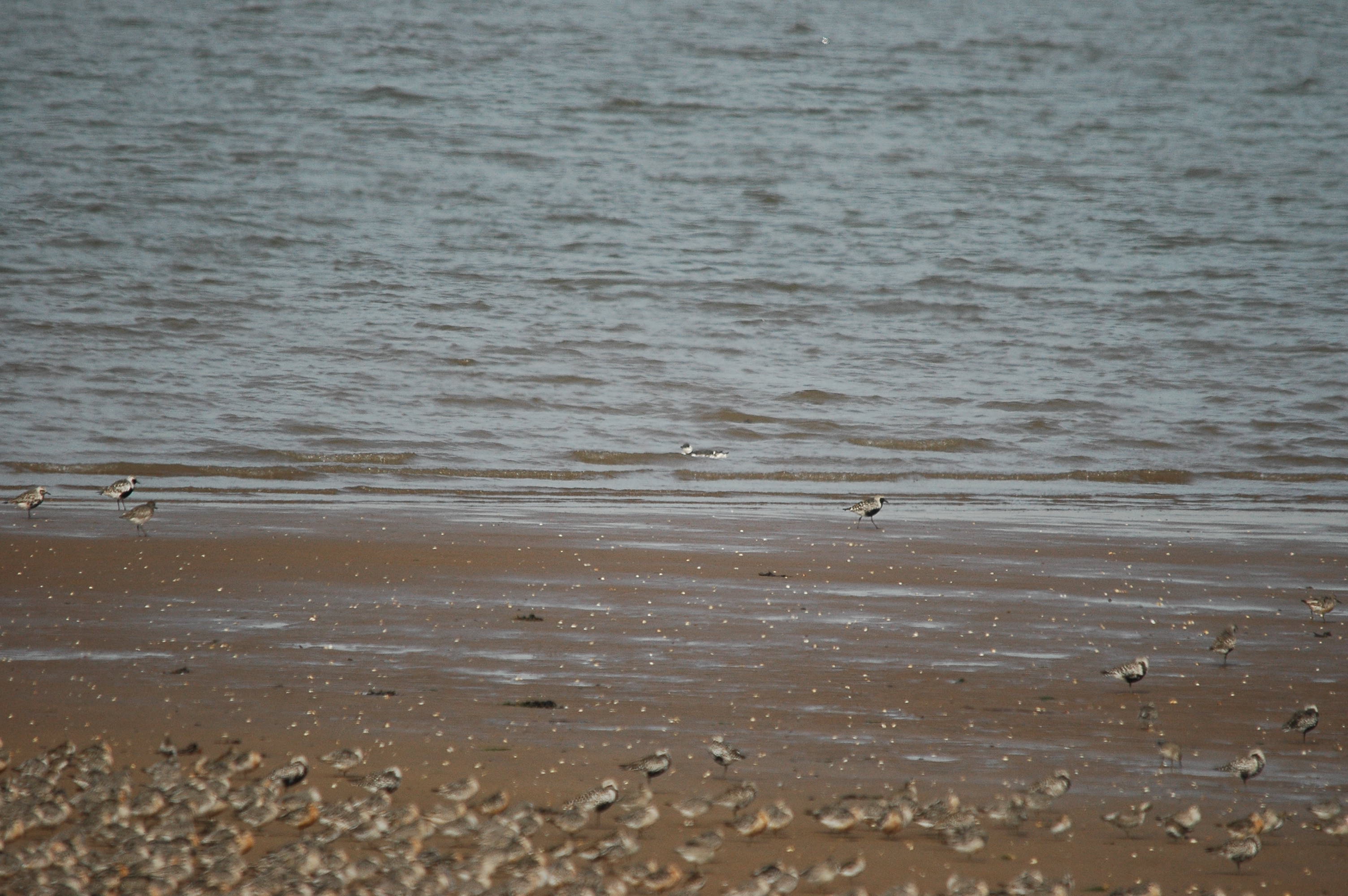 photos/wildlife/Bird_Species/070-Auks/1748-Common_Murre_(Guillemot)/dsc_3393.jpg