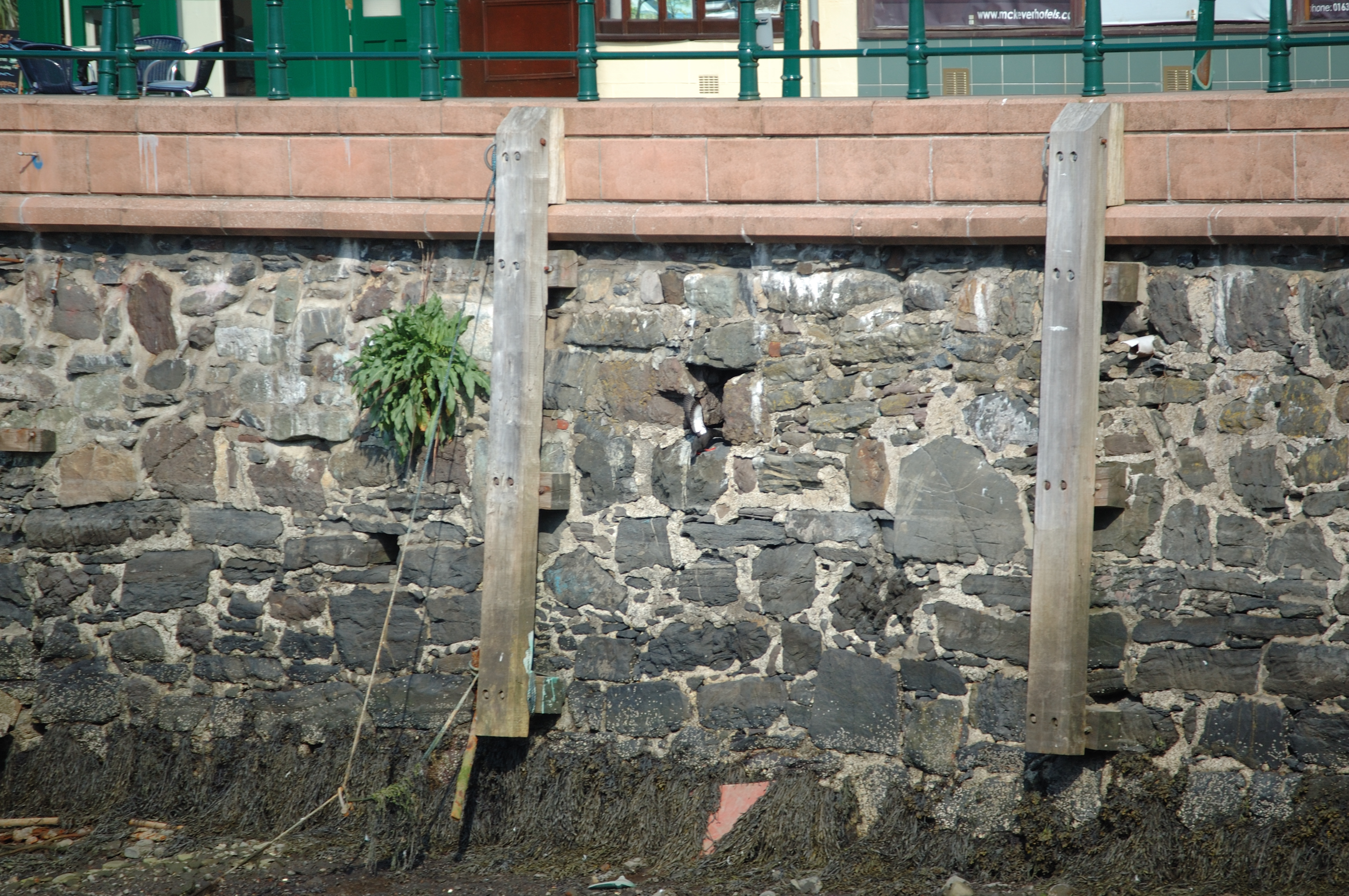 photos/wildlife/Bird_Species/070-Auks/1749-Black_Guillemot/20080513-Oban-02.jpg
