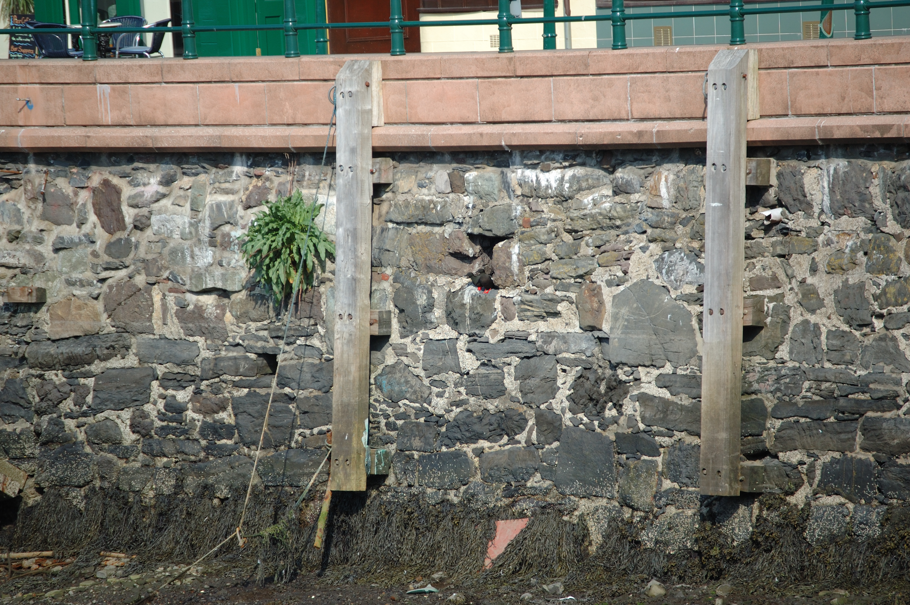 photos/wildlife/Bird_Species/070-Auks/1749-Black_Guillemot/20080513-Oban-03.jpg