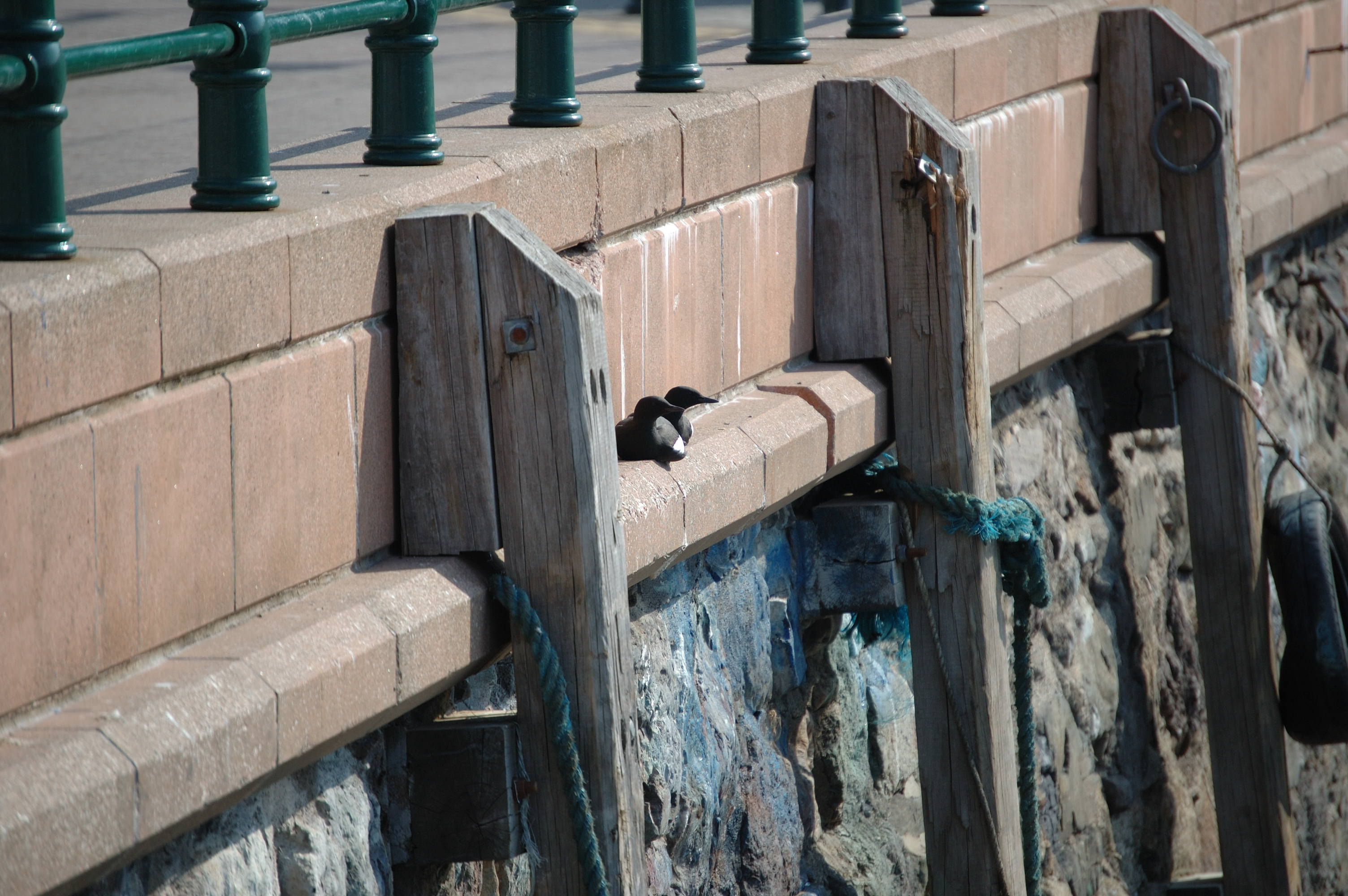 photos/wildlife/Bird_Species/070-Auks/1749-Black_Guillemot/20080513-Oban-04.jpg