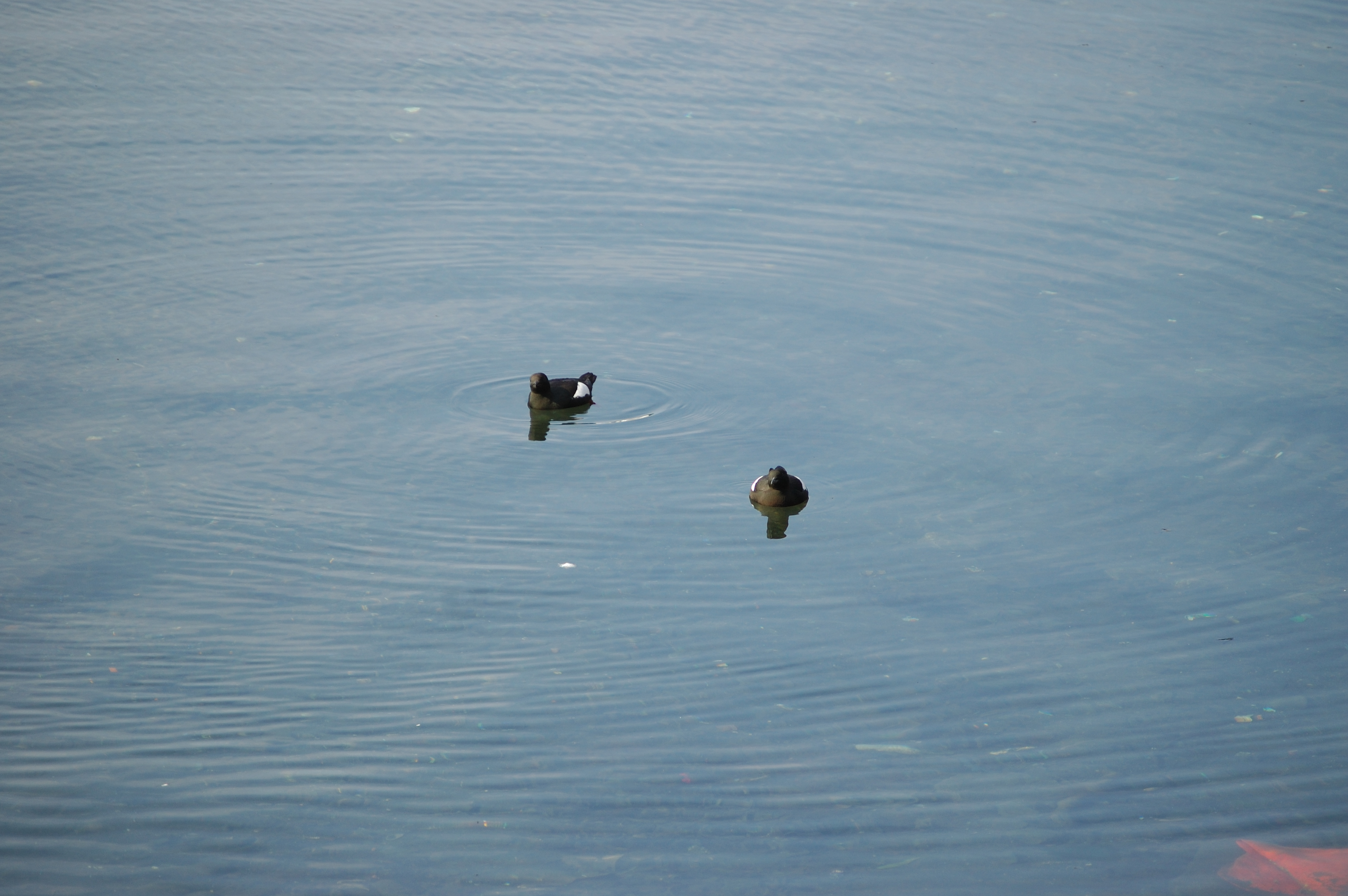 photos/wildlife/Bird_Species/070-Auks/1749-Black_Guillemot/20080513-Oban-05.jpg