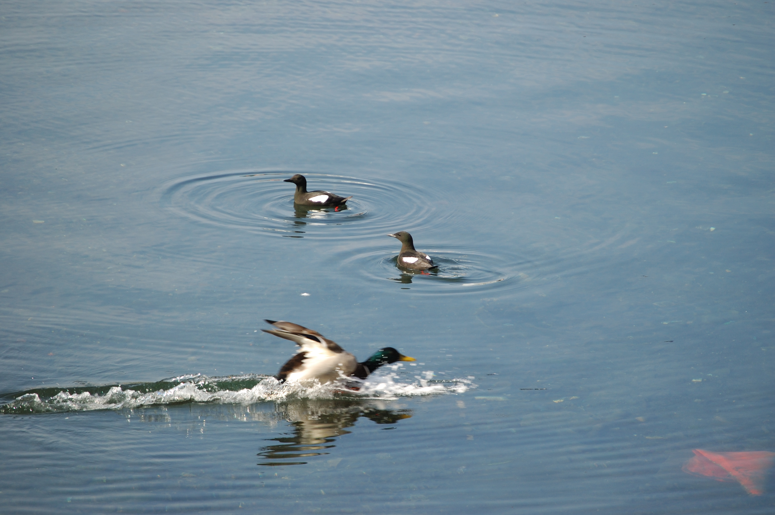 photos/wildlife/Bird_Species/070-Auks/1749-Black_Guillemot/20080513-Oban-06.jpg