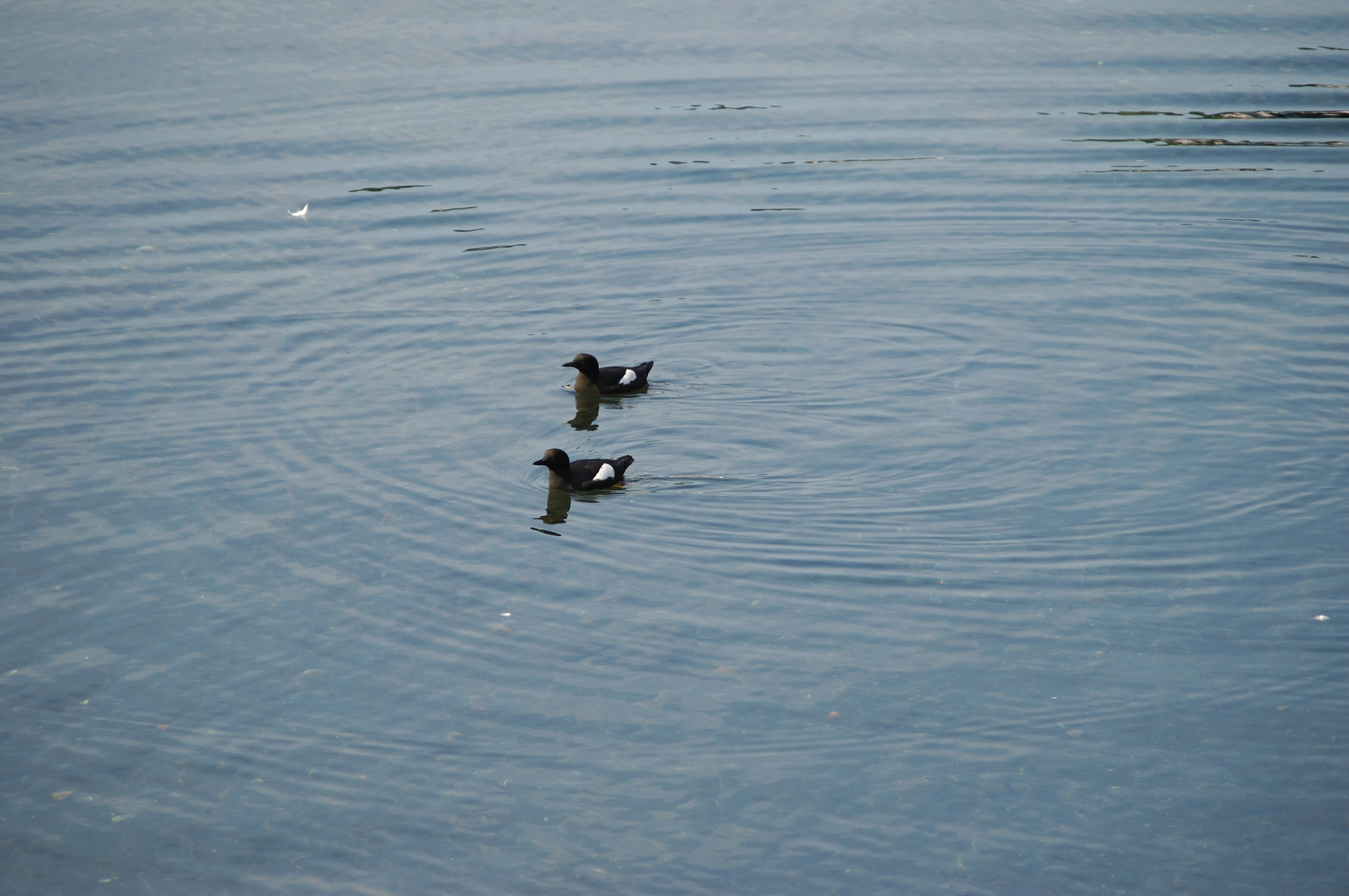 photos/wildlife/Bird_Species/070-Auks/1749-Black_Guillemot/20080513-Oban-07.jpg