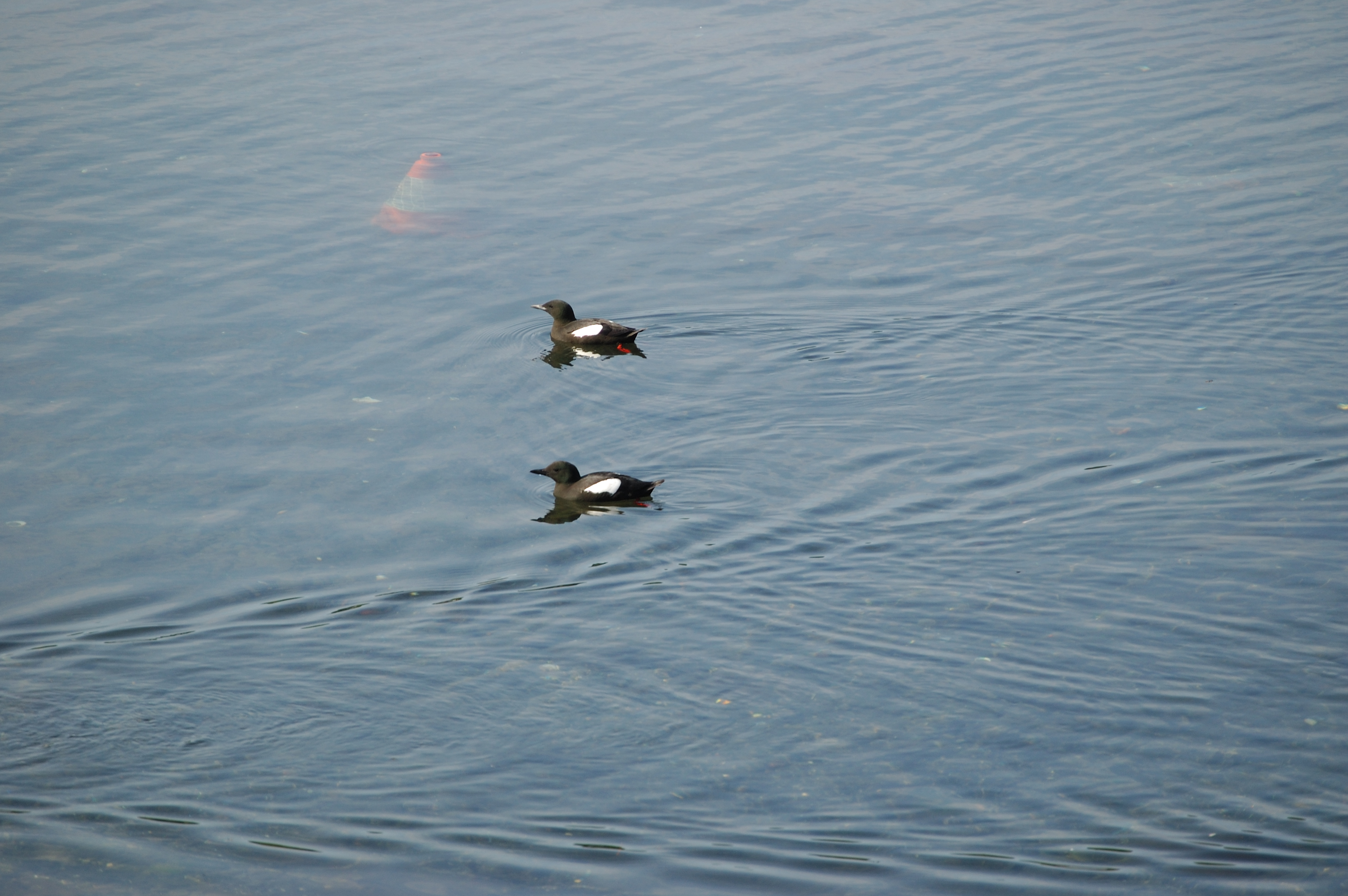 photos/wildlife/Bird_Species/070-Auks/1749-Black_Guillemot/20080513-Oban-08.jpg