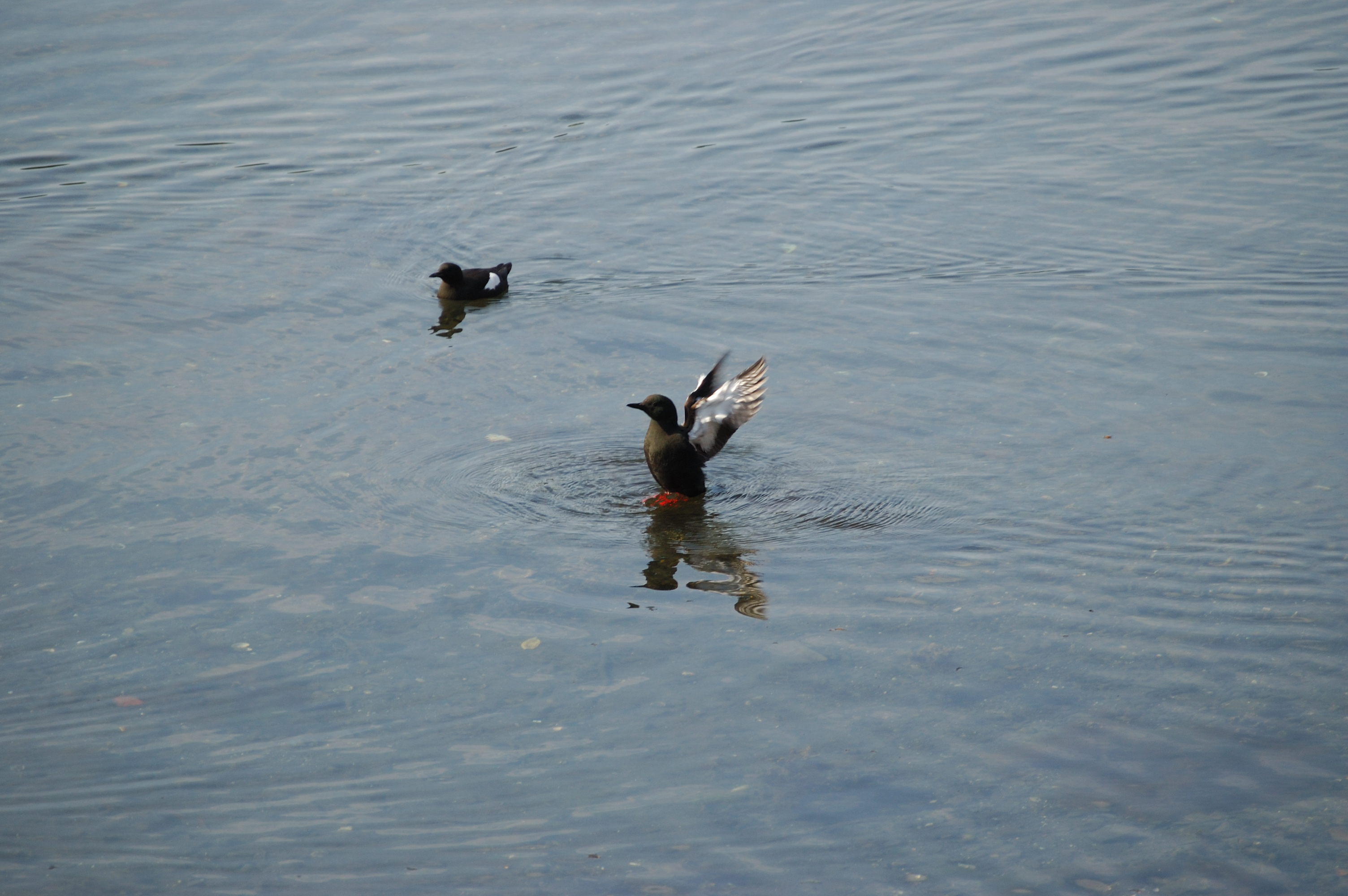 photos/wildlife/Bird_Species/070-Auks/1749-Black_Guillemot/20080513-Oban-09.jpg