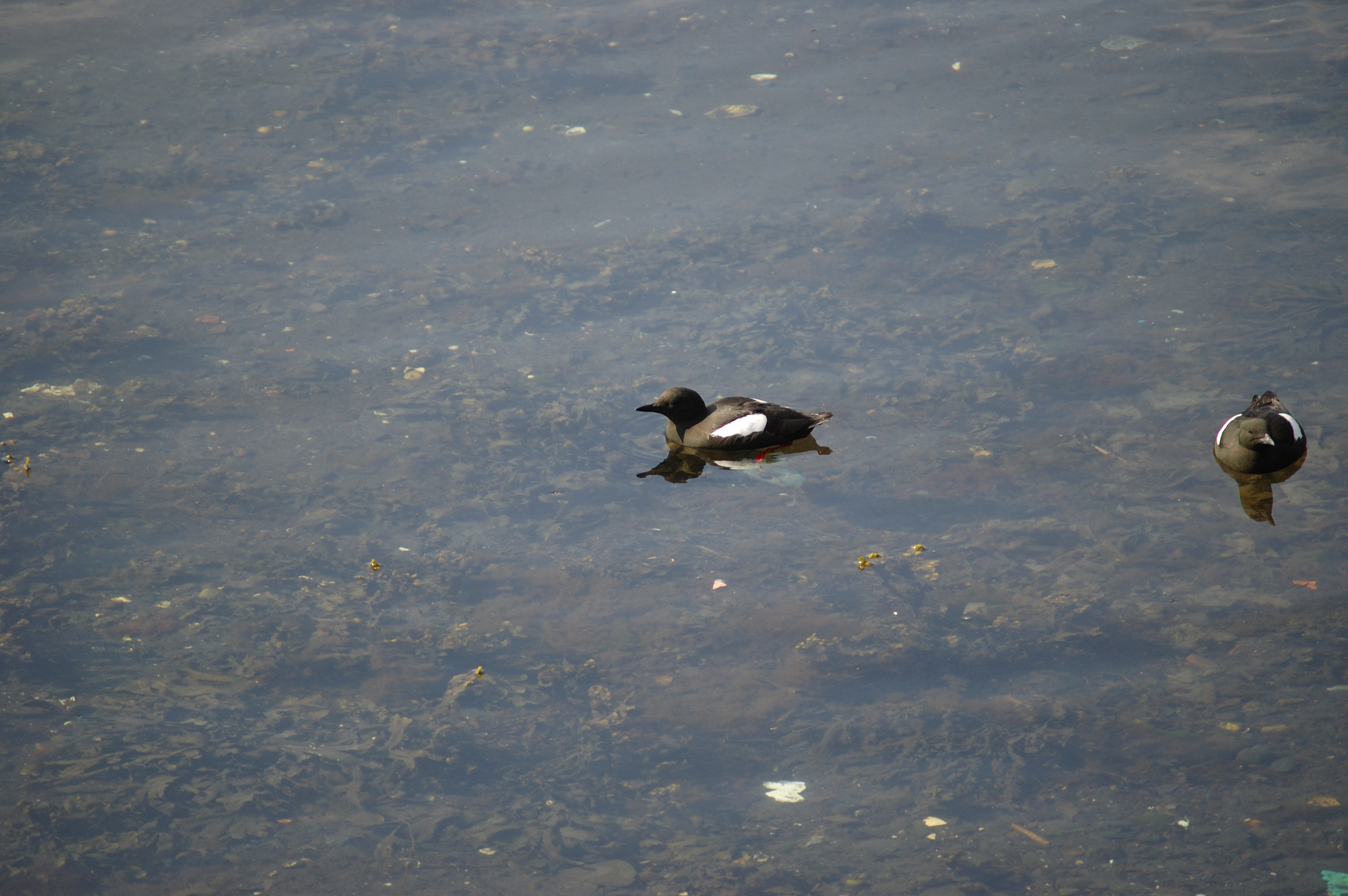 photos/wildlife/Bird_Species/070-Auks/1749-Black_Guillemot/20080513-Oban-10.jpg