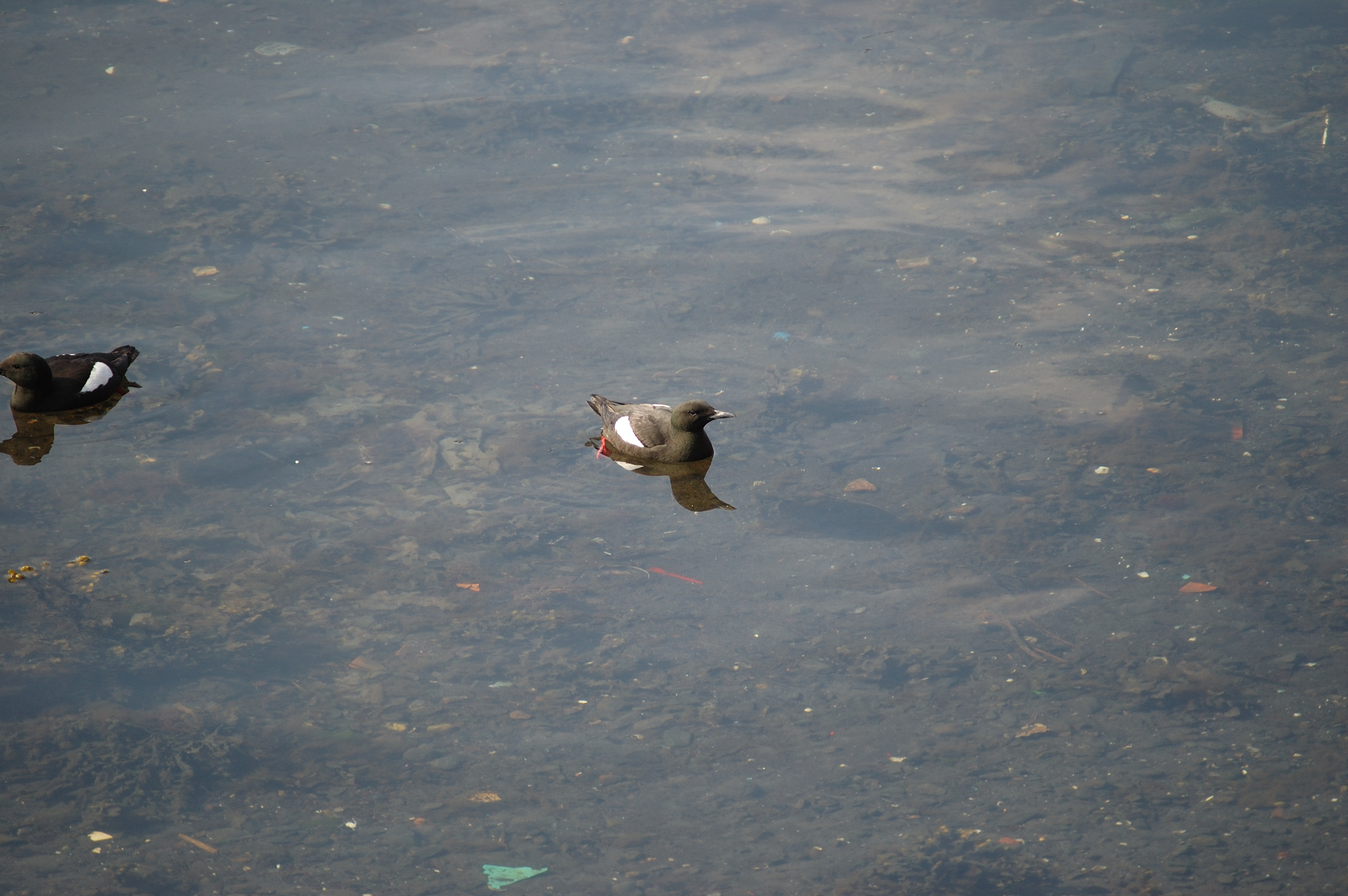 photos/wildlife/Bird_Species/070-Auks/1749-Black_Guillemot/20080513-Oban-11.jpg