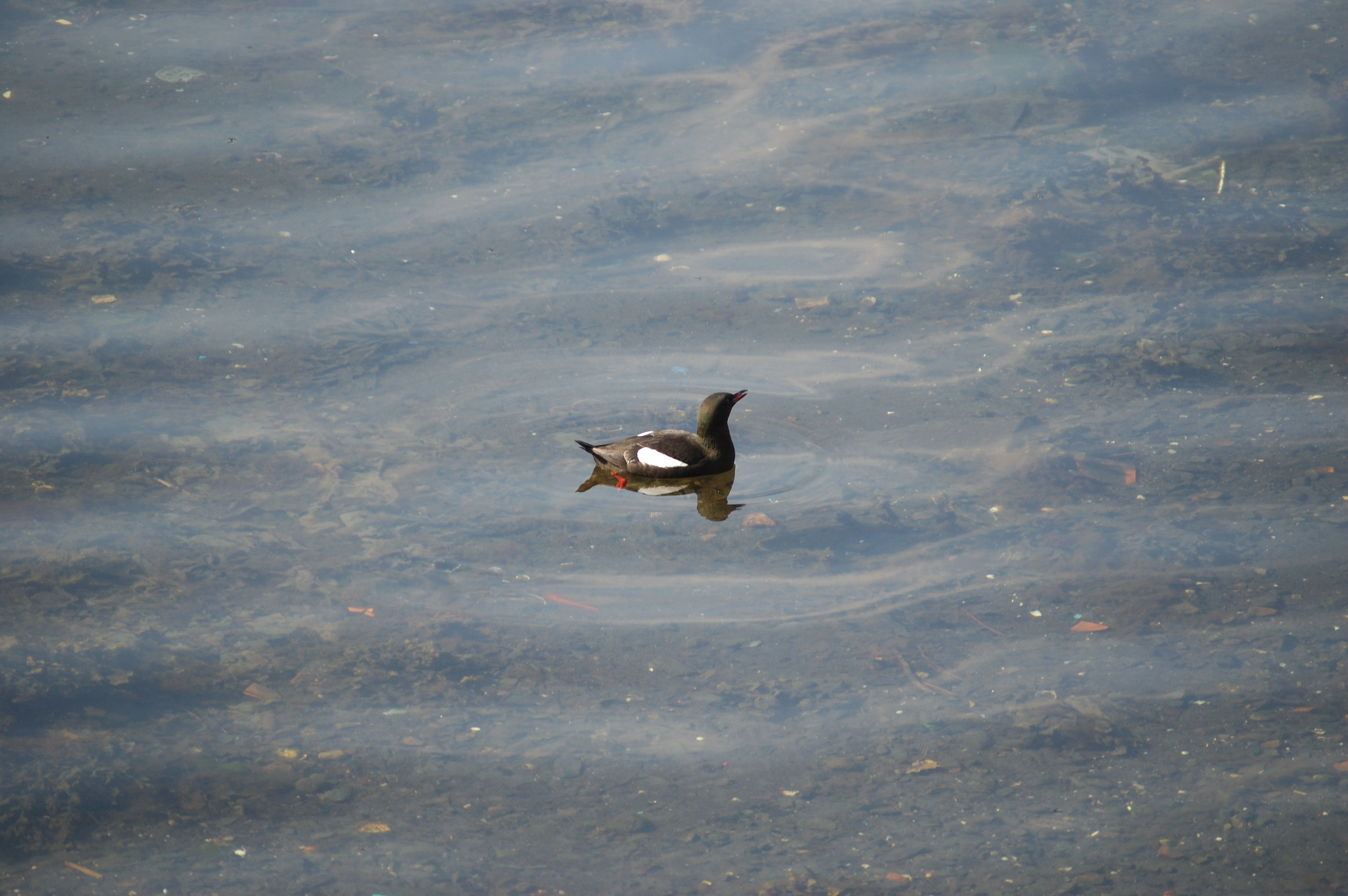 photos/wildlife/Bird_Species/070-Auks/1749-Black_Guillemot/20080513-Oban-12.jpg