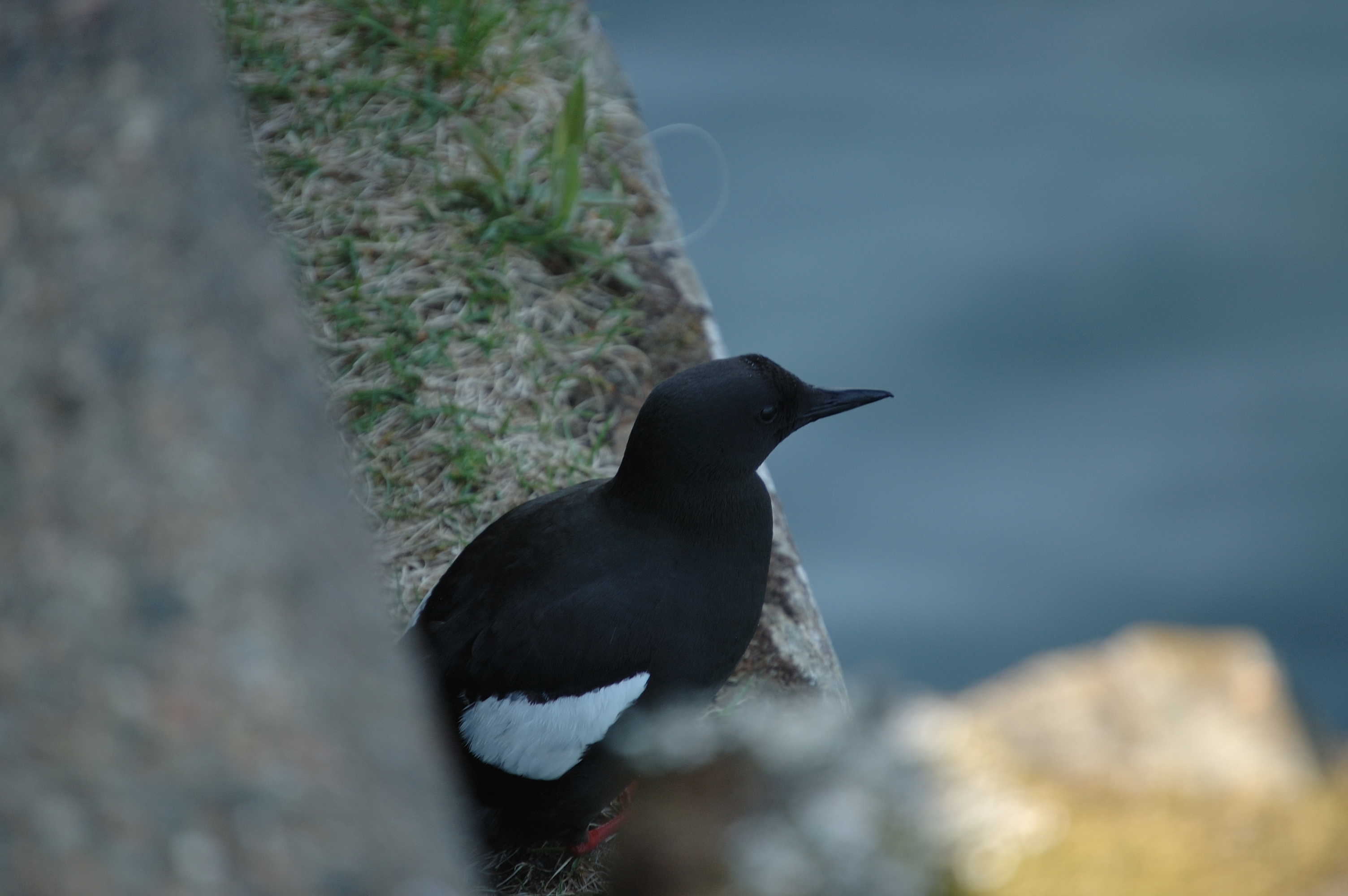 photos/wildlife/Bird_Species/070-Auks/1749-Black_Guillemot/20080513-Oban-13.jpg
