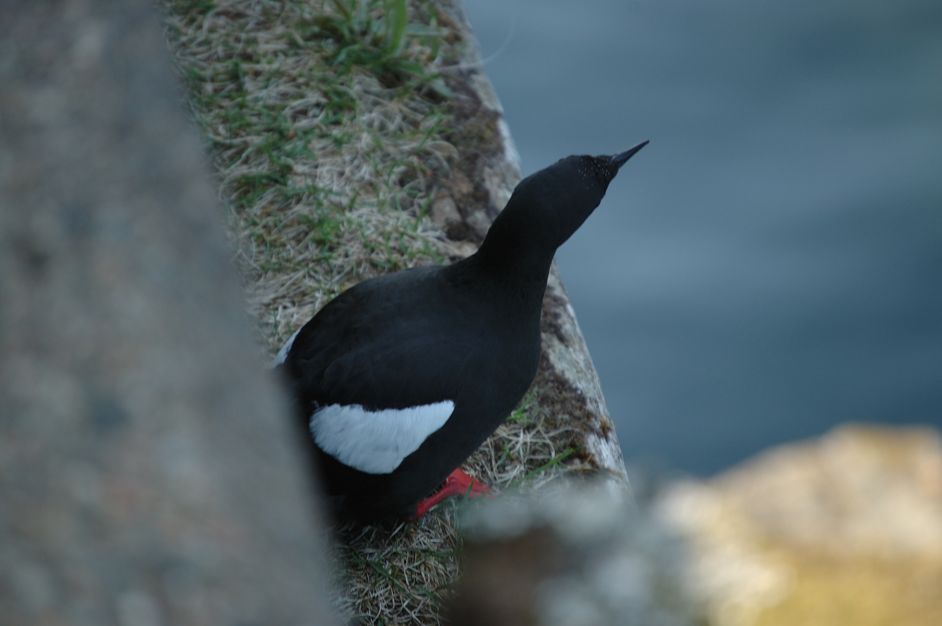 photos/wildlife/Bird_Species/070-Auks/1749-Black_Guillemot/20080513-Oban-14.jpg
