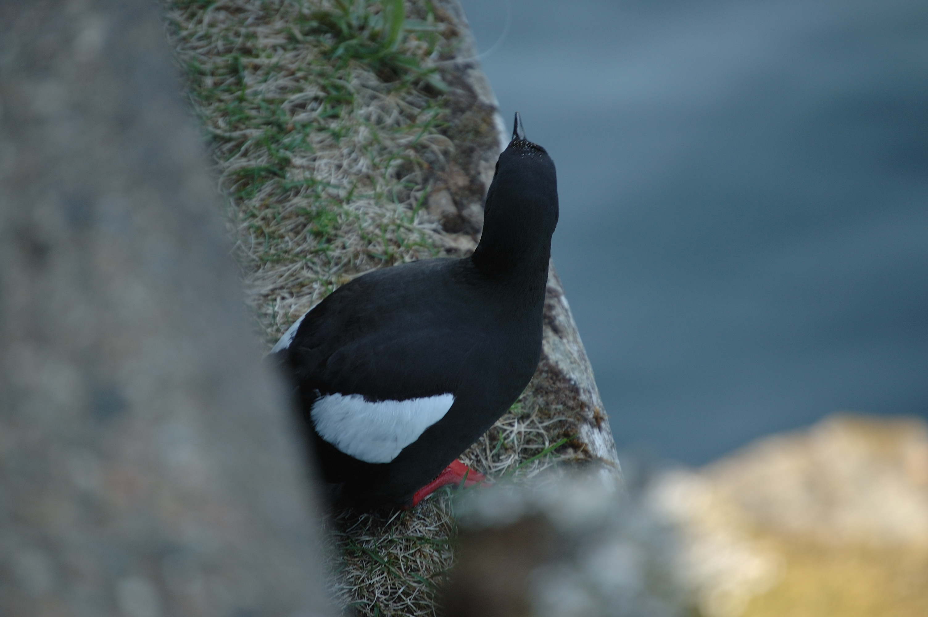 photos/wildlife/Bird_Species/070-Auks/1749-Black_Guillemot/20080513-Oban-15.jpg