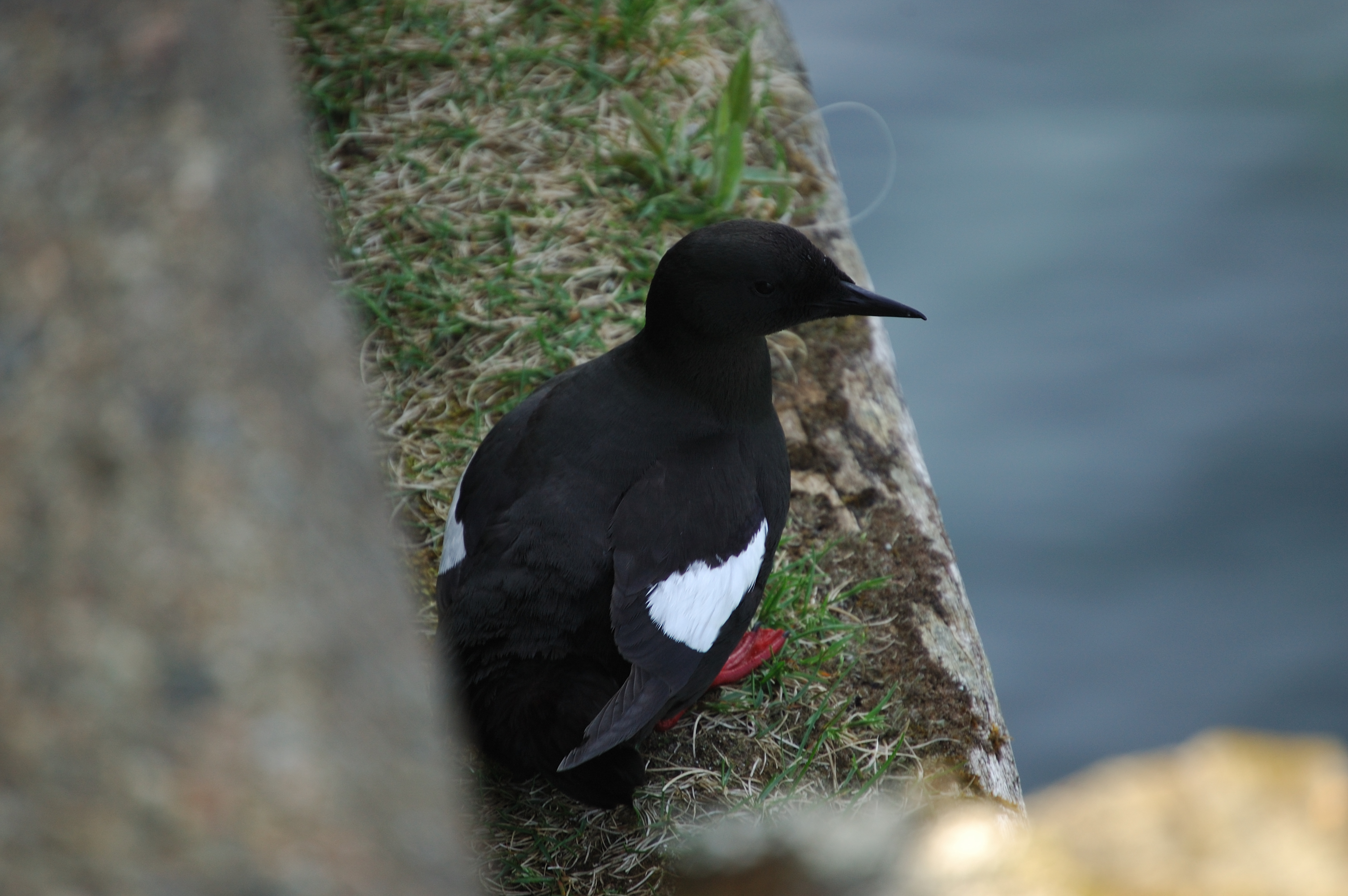 photos/wildlife/Bird_Species/070-Auks/1749-Black_Guillemot/20080513-Oban-16.jpg