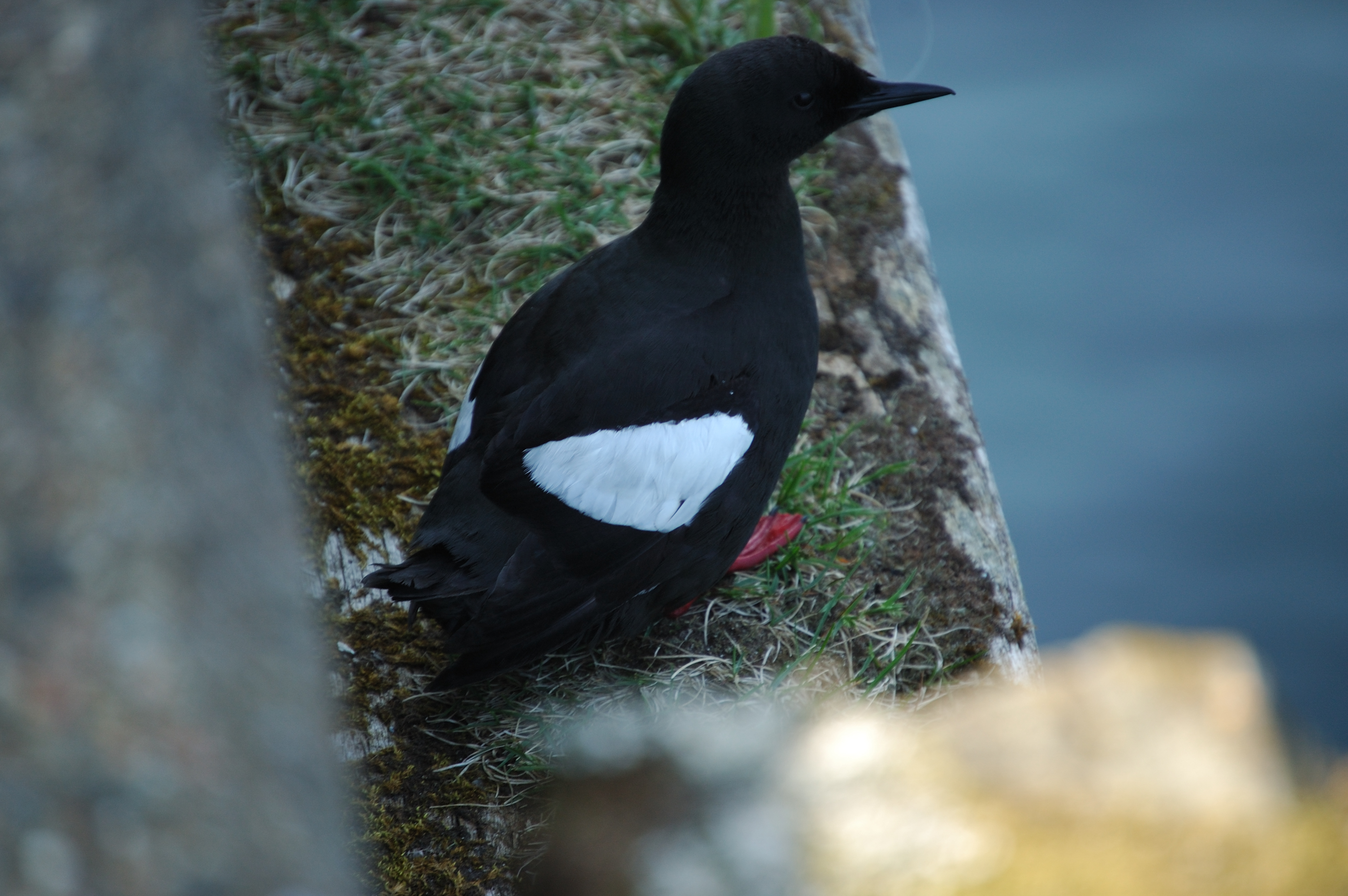 photos/wildlife/Bird_Species/070-Auks/1749-Black_Guillemot/20080513-Oban-17.jpg