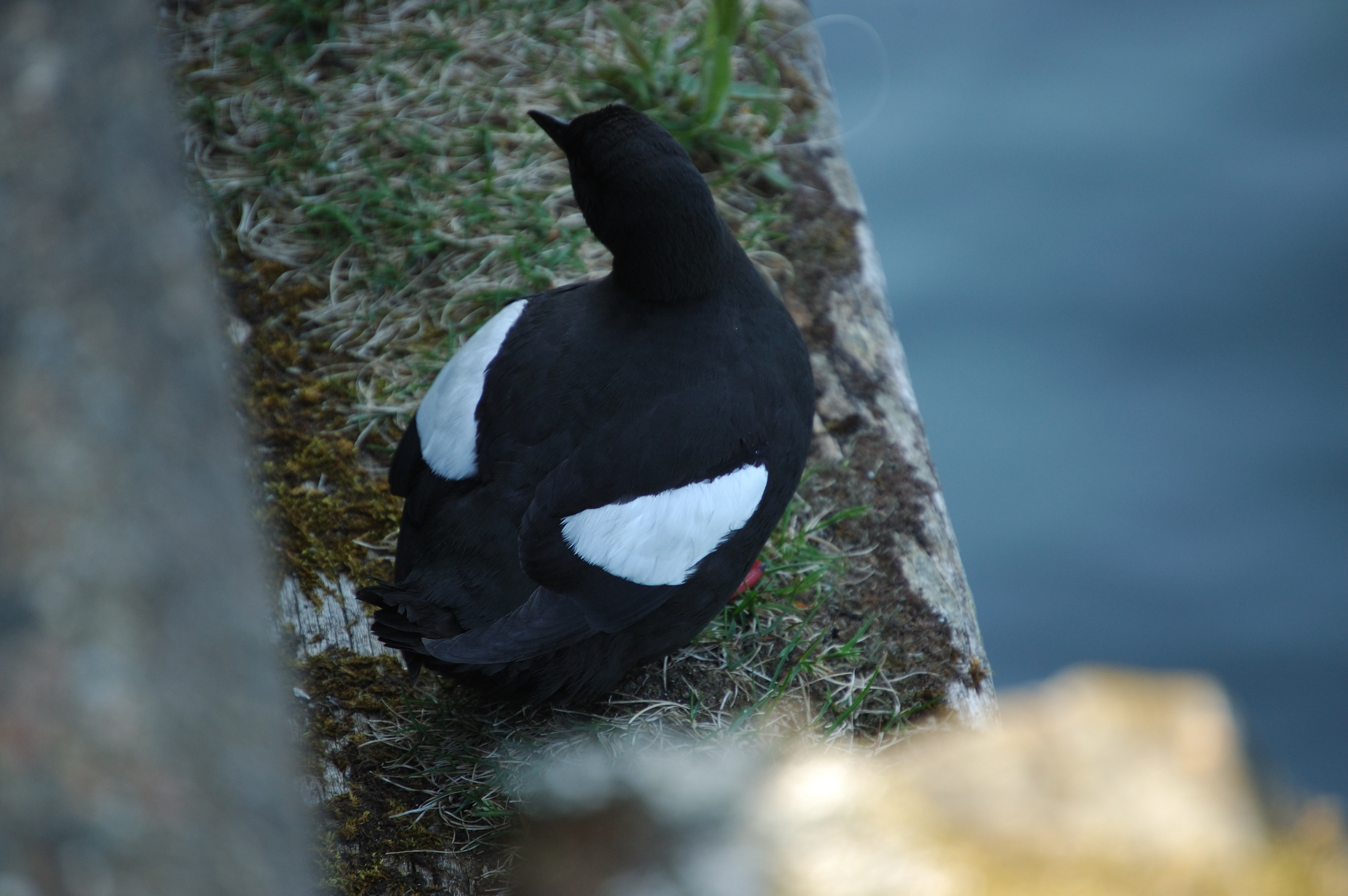 photos/wildlife/Bird_Species/070-Auks/1749-Black_Guillemot/20080513-Oban-18.jpg