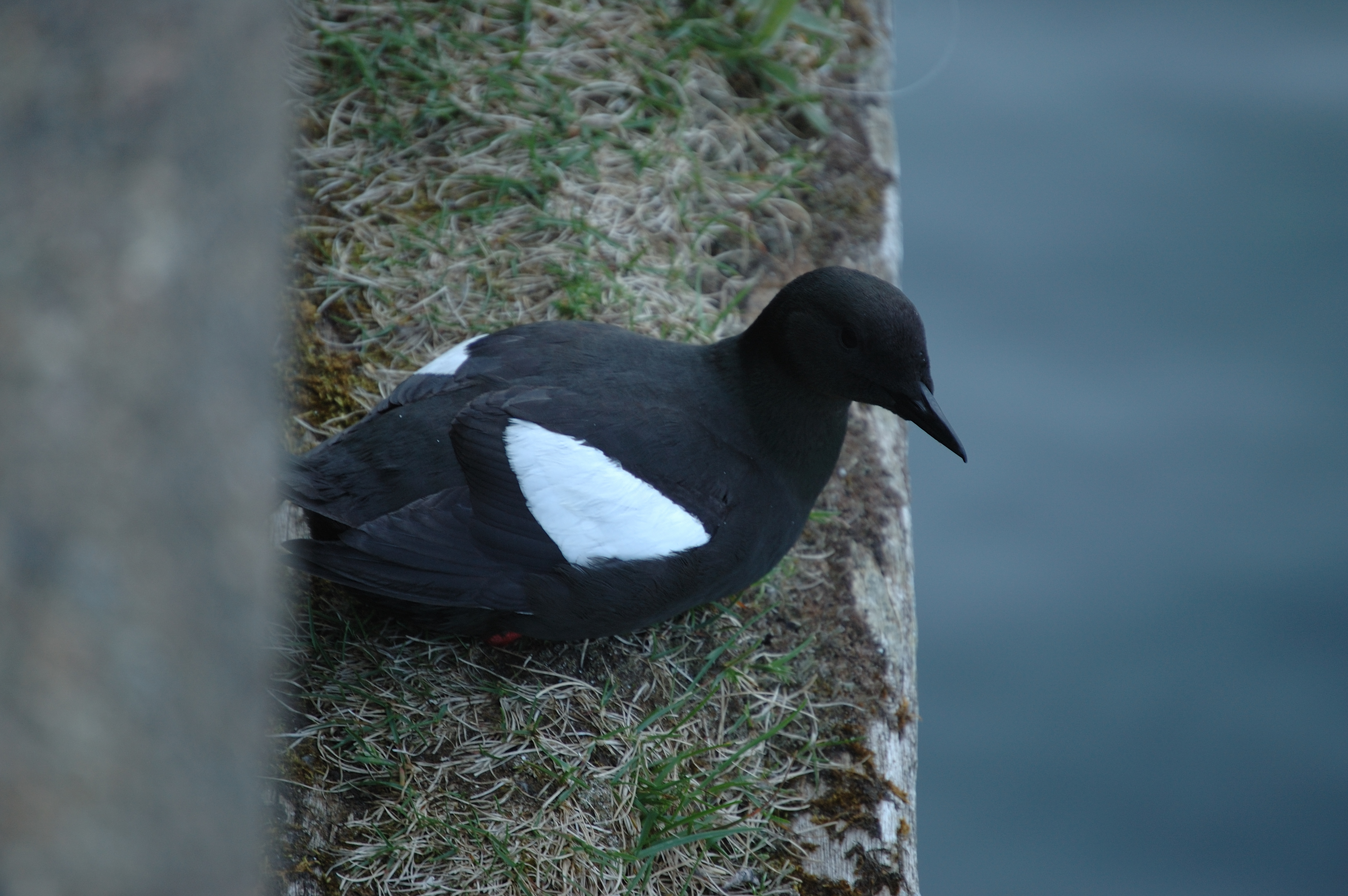 photos/wildlife/Bird_Species/070-Auks/1749-Black_Guillemot/20080513-Oban-19.jpg
