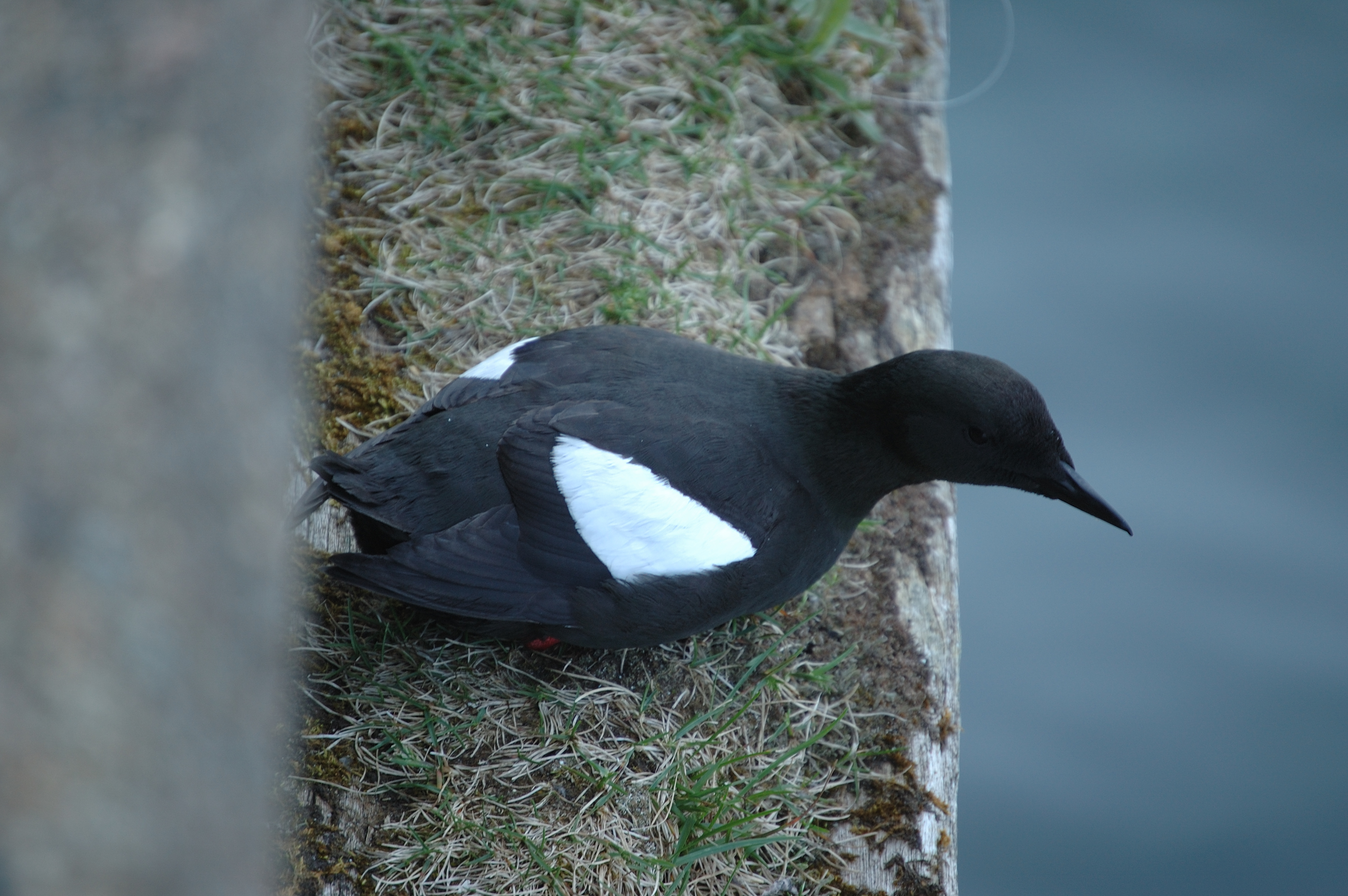 photos/wildlife/Bird_Species/070-Auks/1749-Black_Guillemot/20080513-Oban-20.jpg