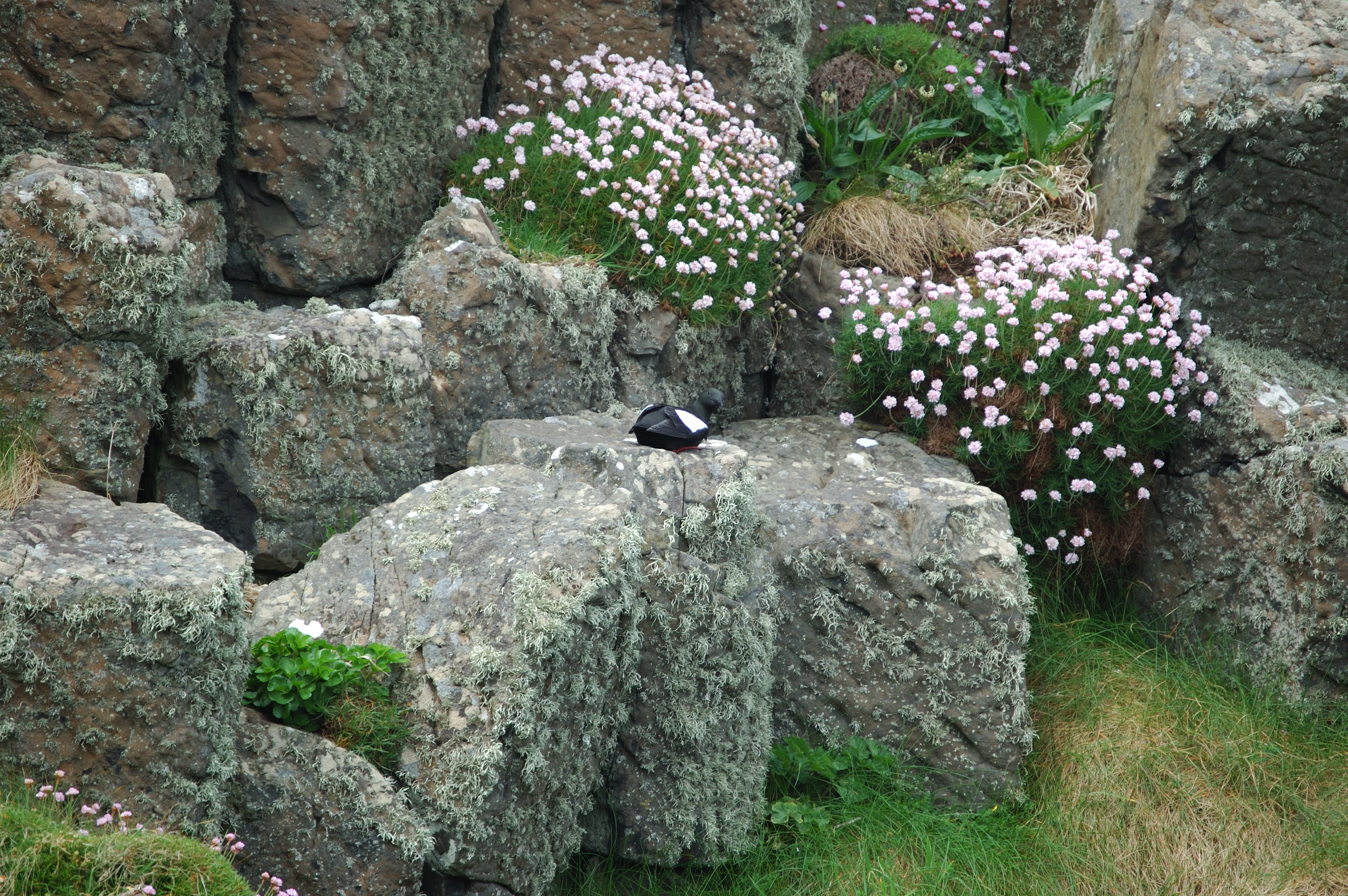 photos/wildlife/Bird_Species/070-Auks/1749-Black_Guillemot/20080515-Staffa-01.jpg