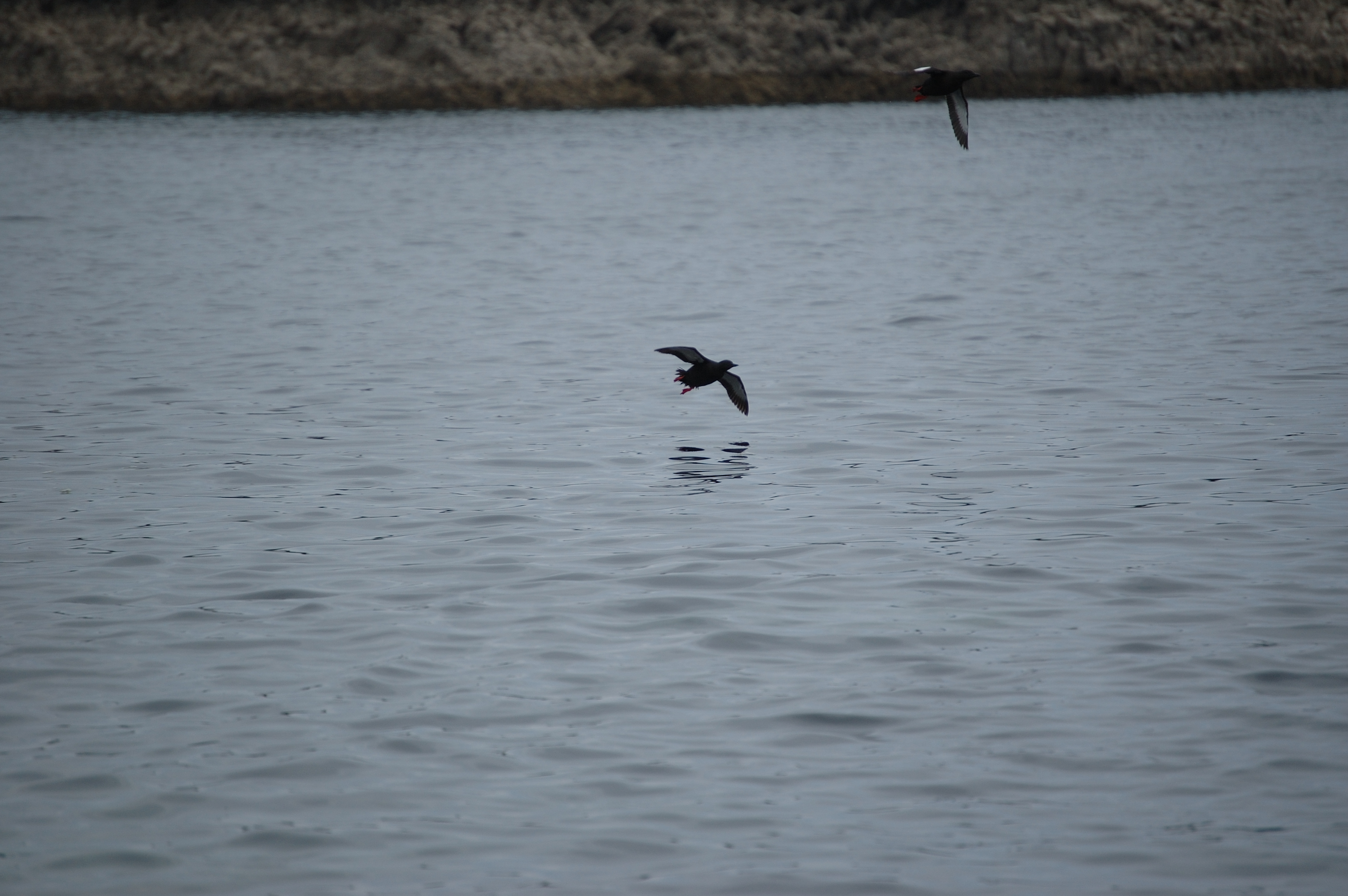 photos/wildlife/Bird_Species/070-Auks/1749-Black_Guillemot/20080515-Staffa-02.jpg